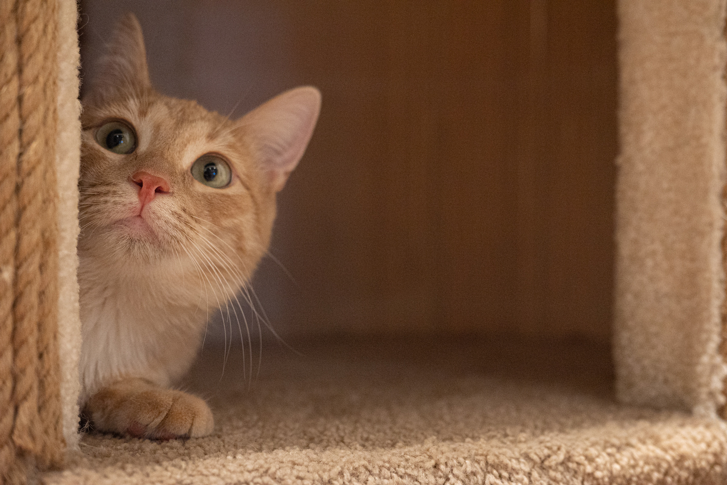 Cat Point. Фотограф Дарья Сафонова Dashulkacss