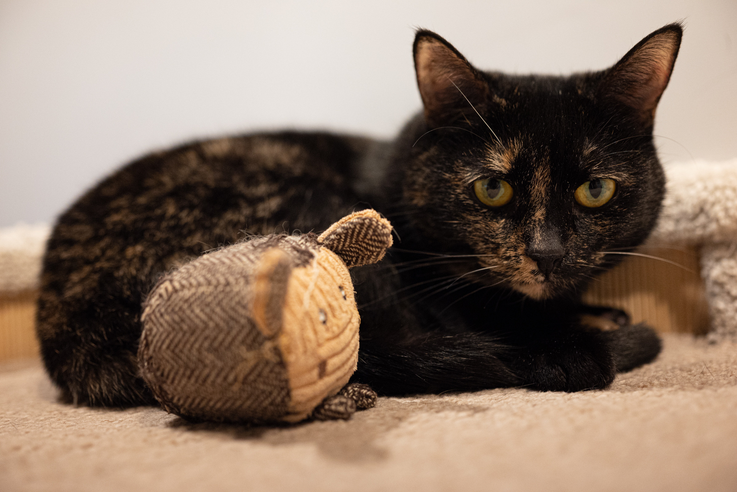 Cat Point. Фотограф Дарья Сафонова Dashulkacss