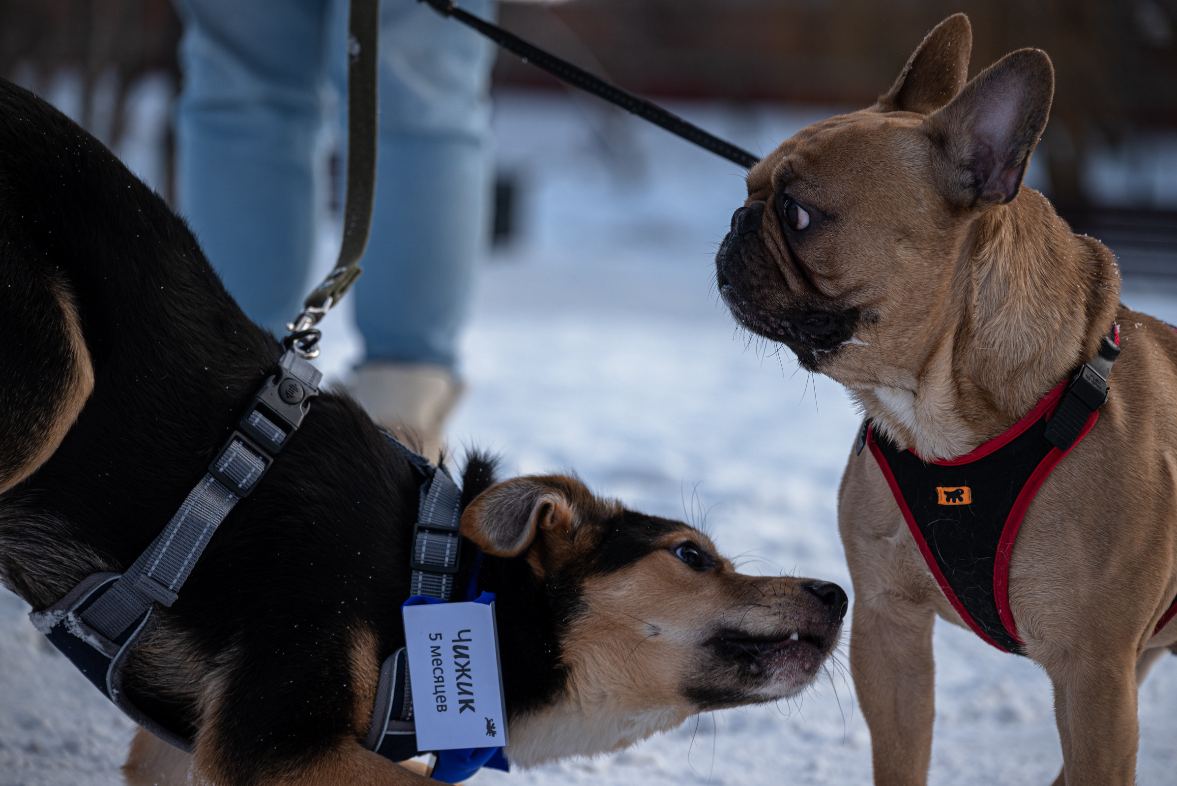 Всем по собаке. Фотограф Дарья Сафонова Dashulkacss