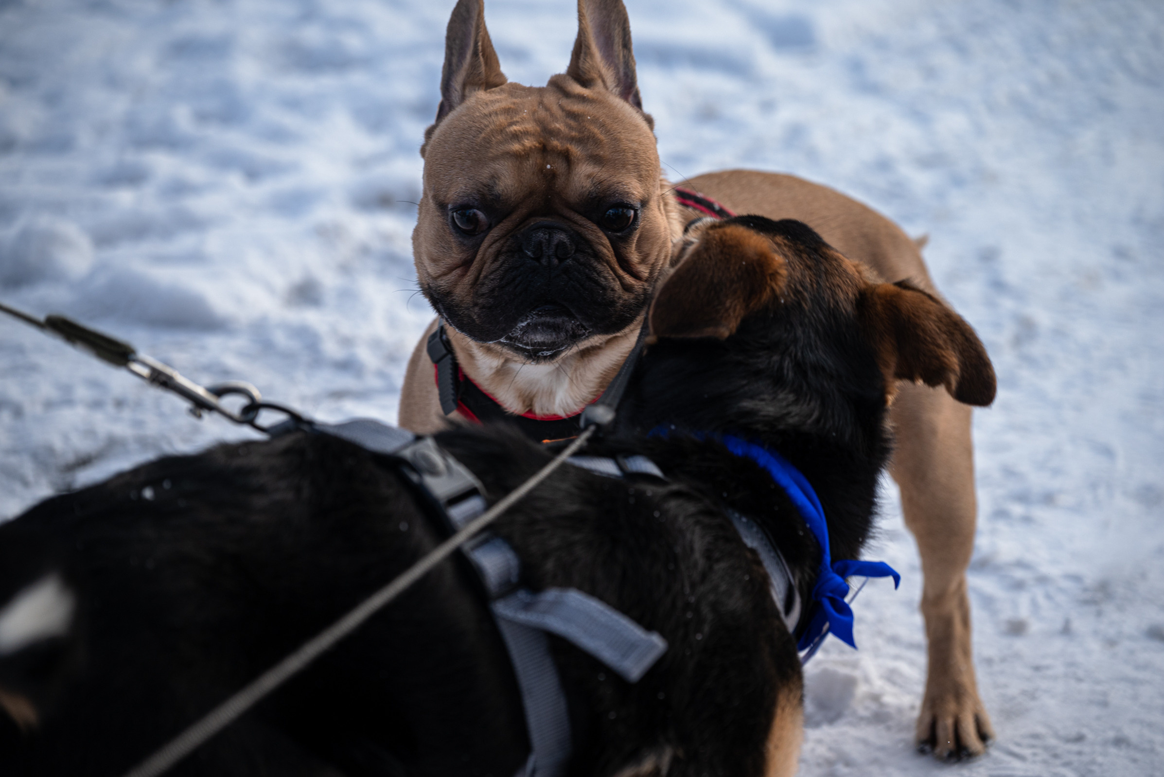 Всем по собаке. Фотограф Дарья Сафонова Dashulkacss