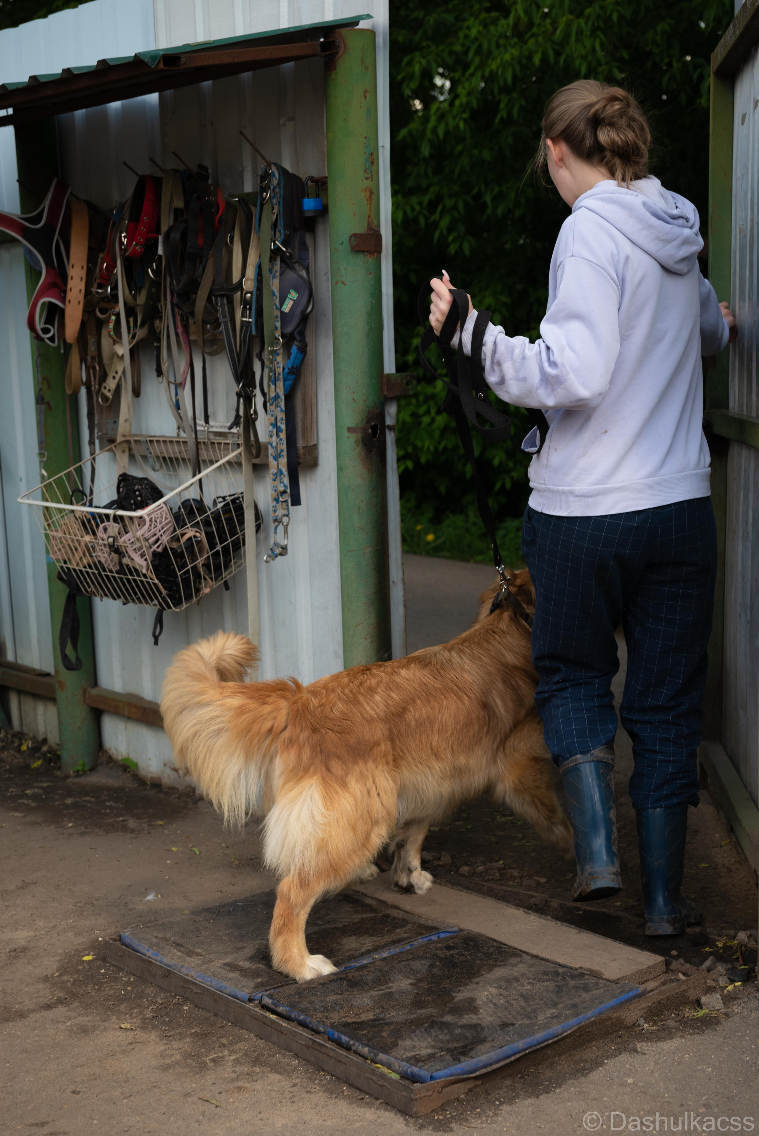 Выезд в приют. Фотограф Дарья Сафонова Dashulkacss