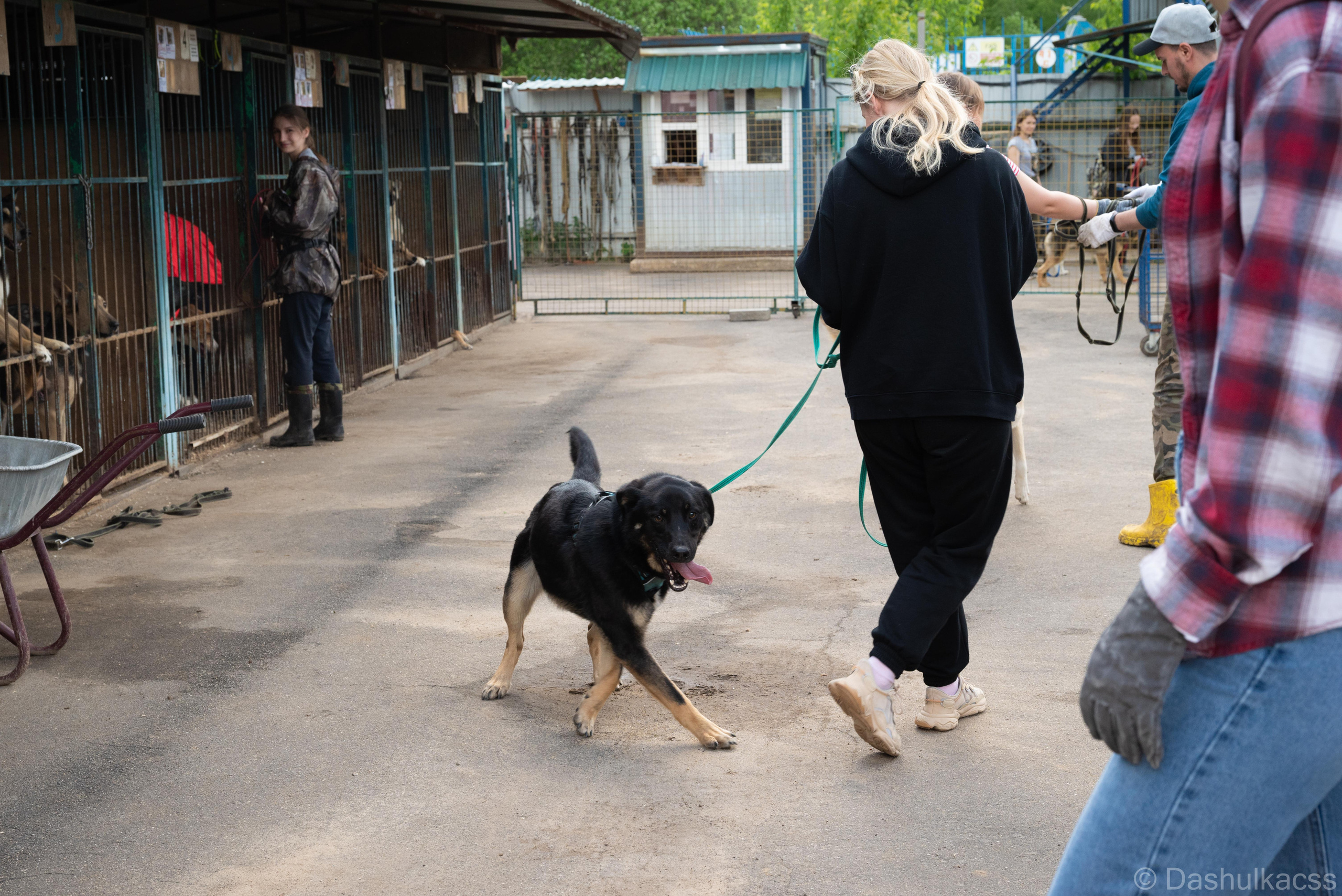 Выезд в приют. Фотограф Дарья Сафонова Dashulkacss