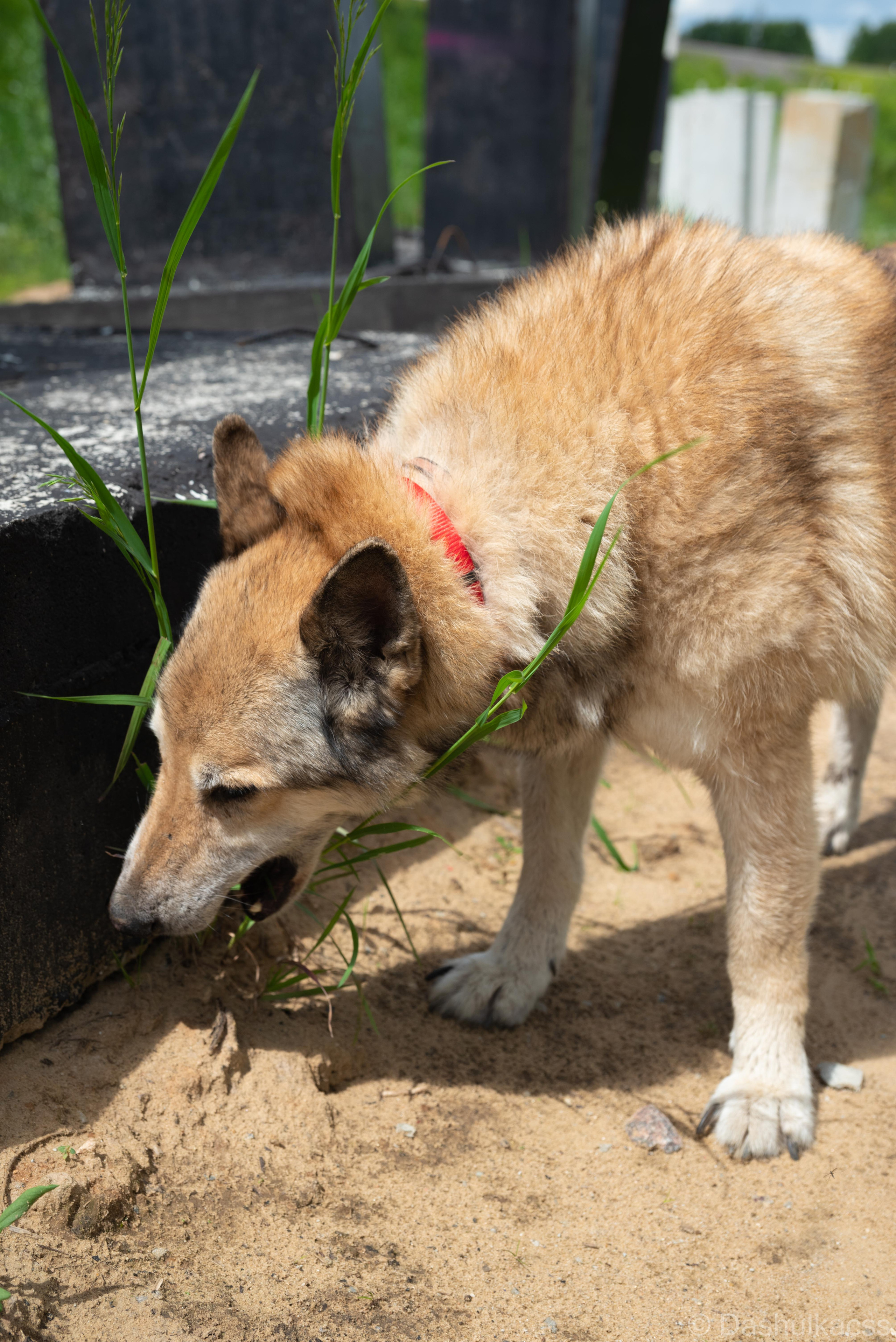 Выезд в приют. Фотограф Дарья Сафонова Dashulkacss