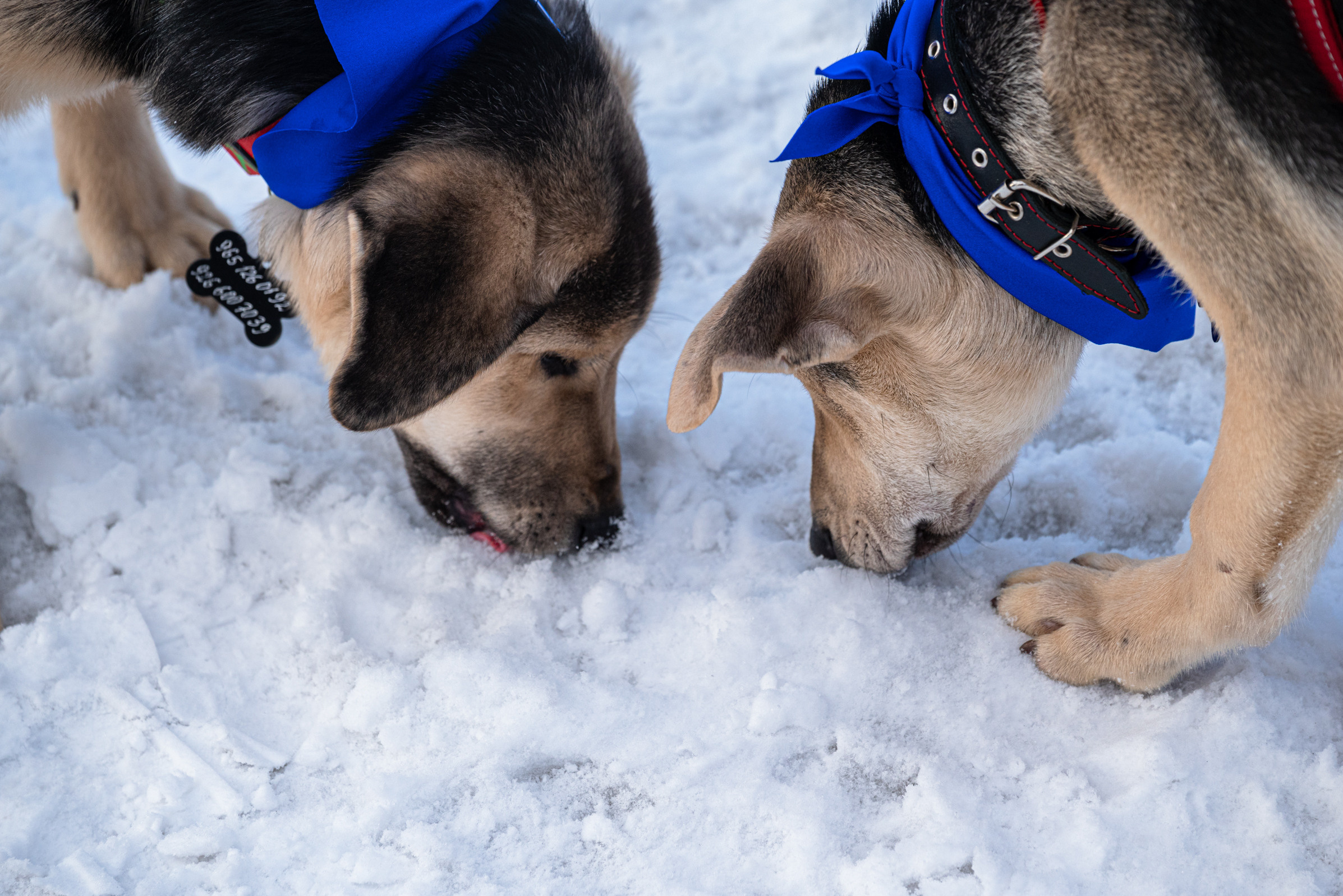 Всем по собаке. Фотограф Дарья Сафонова Dashulkacss