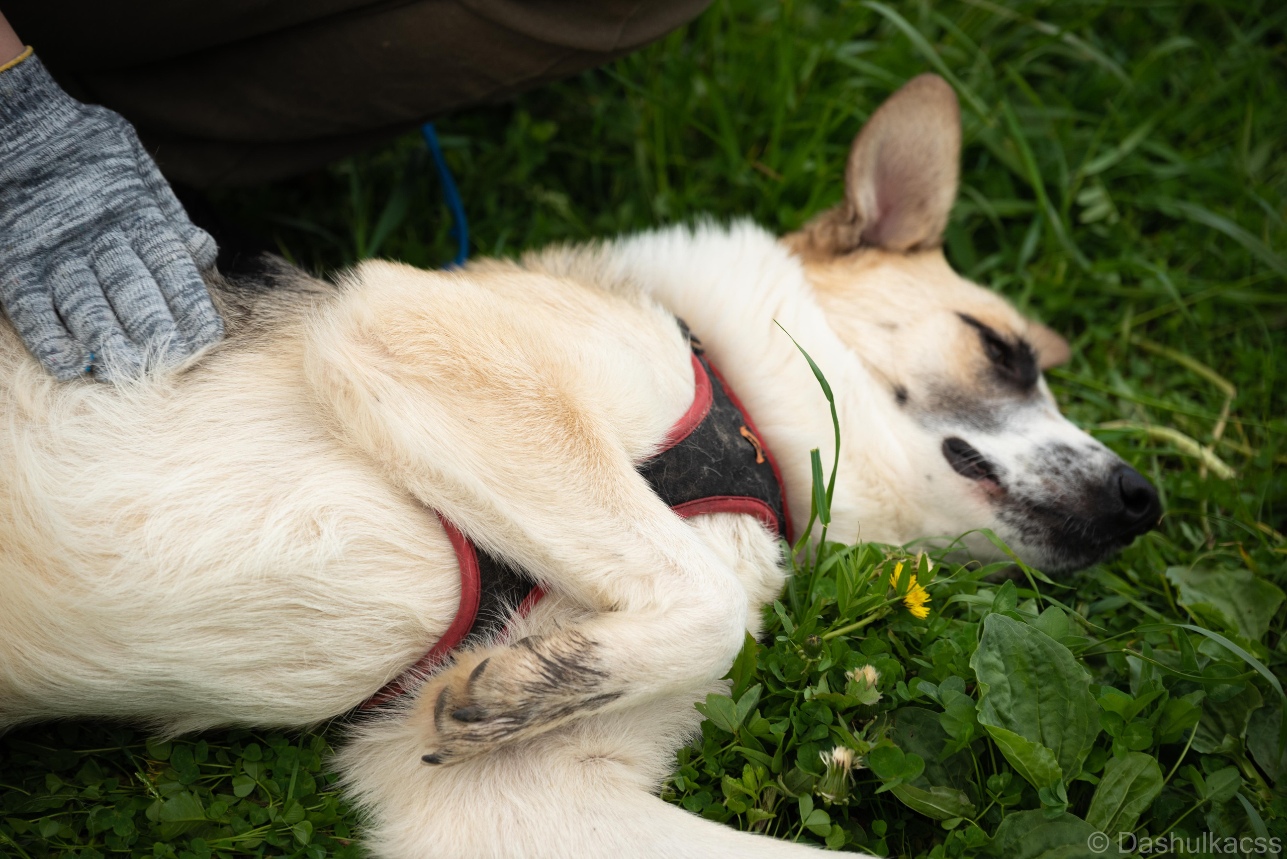 Выезд в приют. Фотограф Дарья Сафонова Dashulkacss