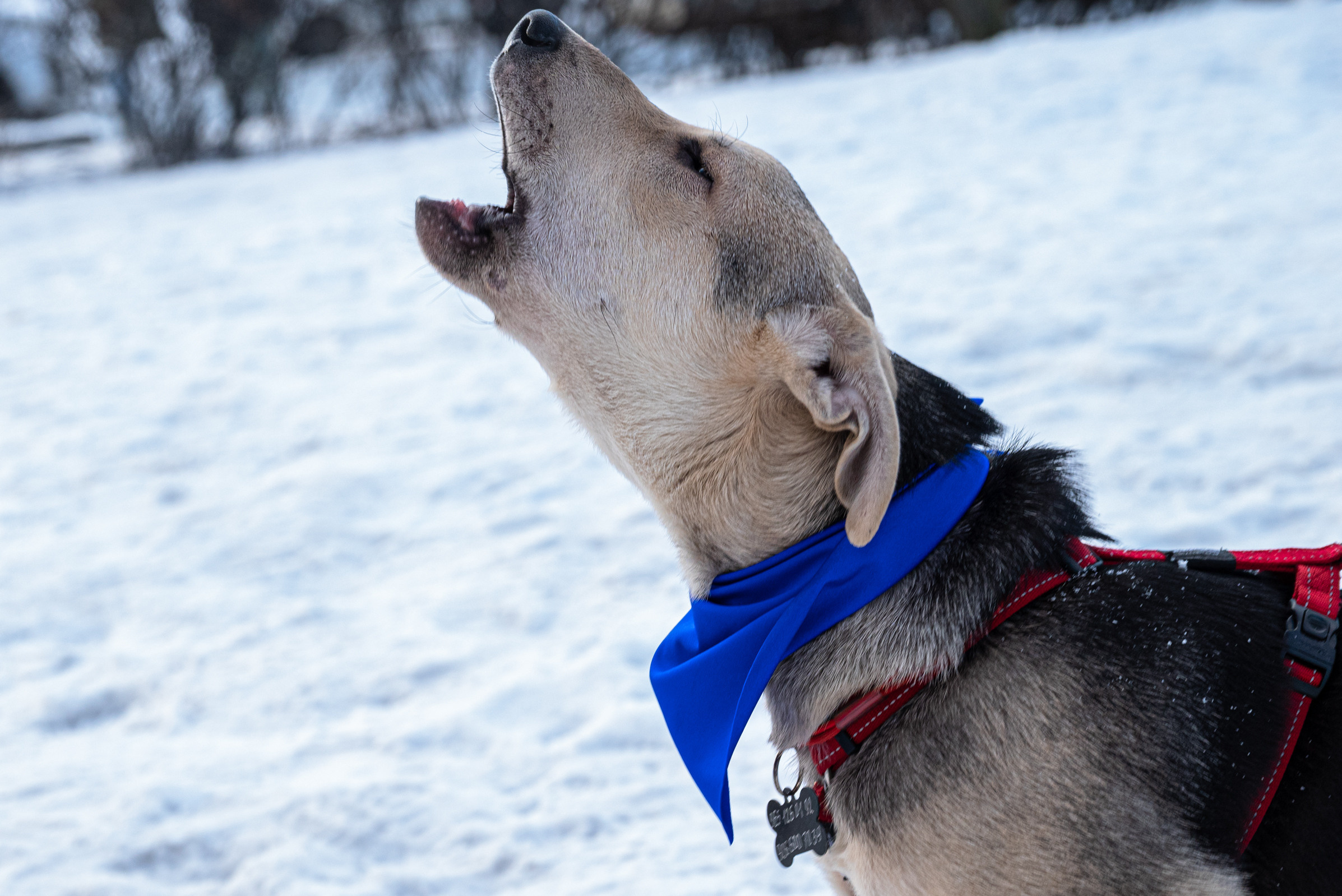 Всем по собаке. Фотограф Дарья Сафонова Dashulkacss