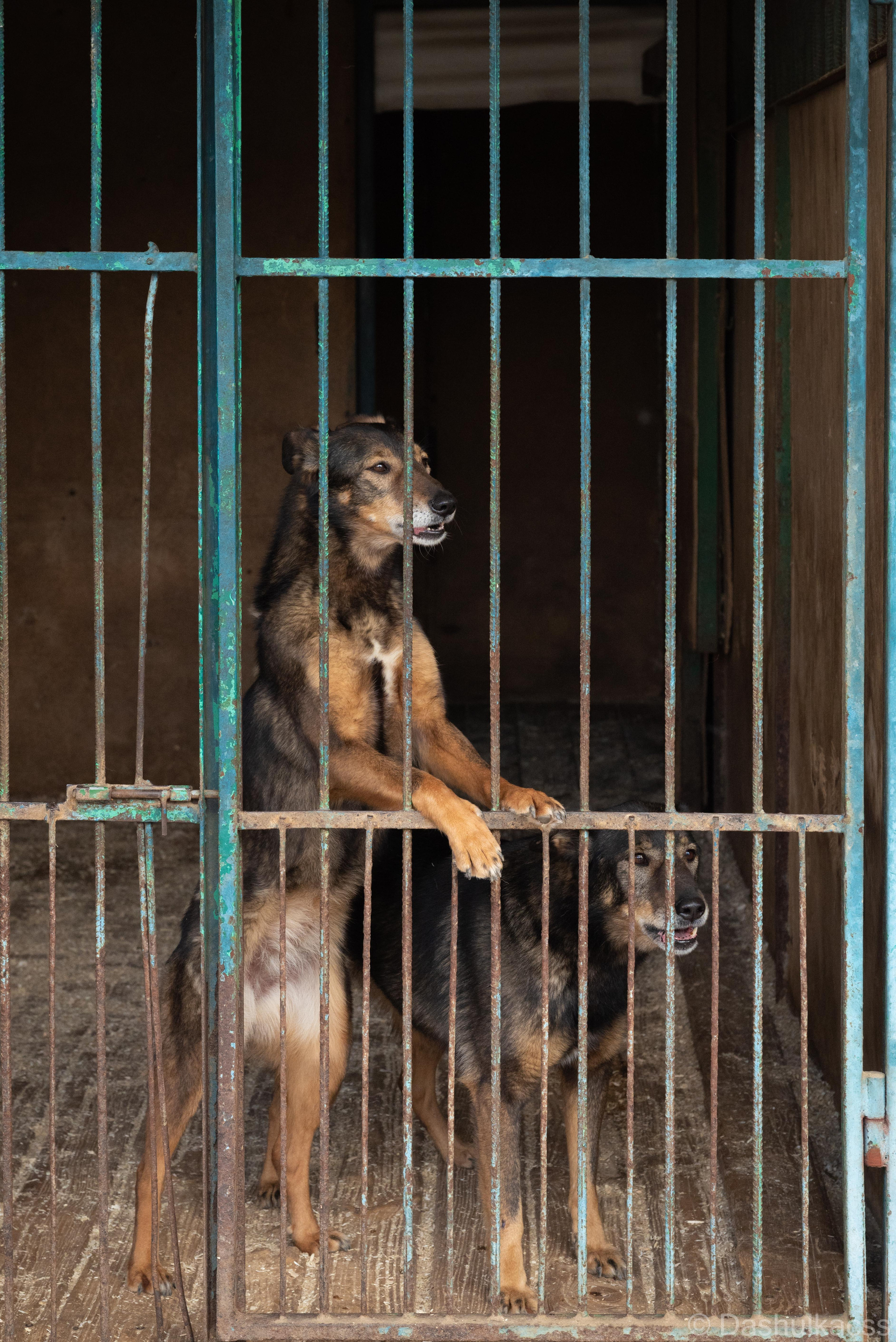 Выезд в приют. Фотограф Дарья Сафонова Dashulkacss