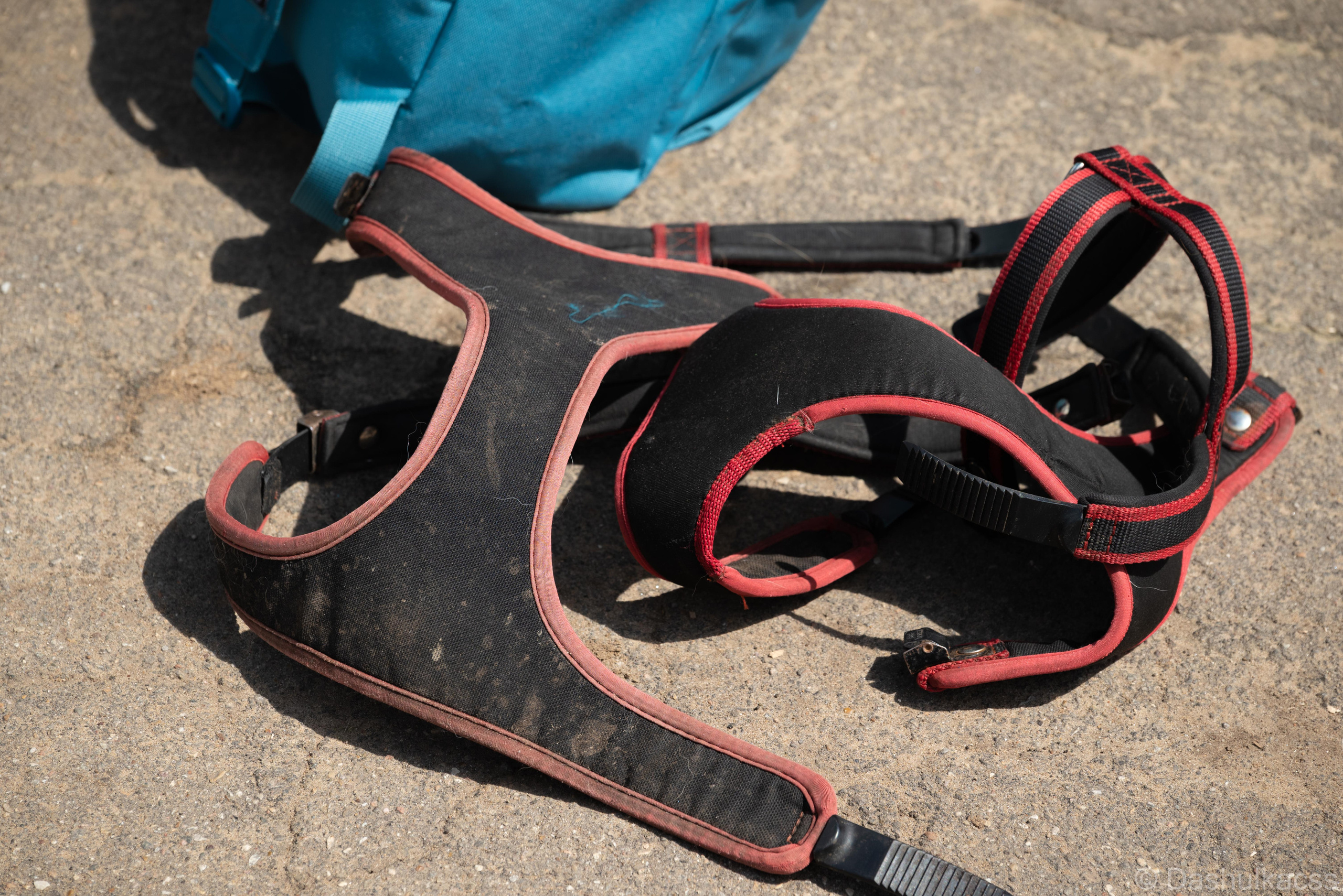 Выезд в приют. Фотограф Дарья Сафонова Dashulkacss