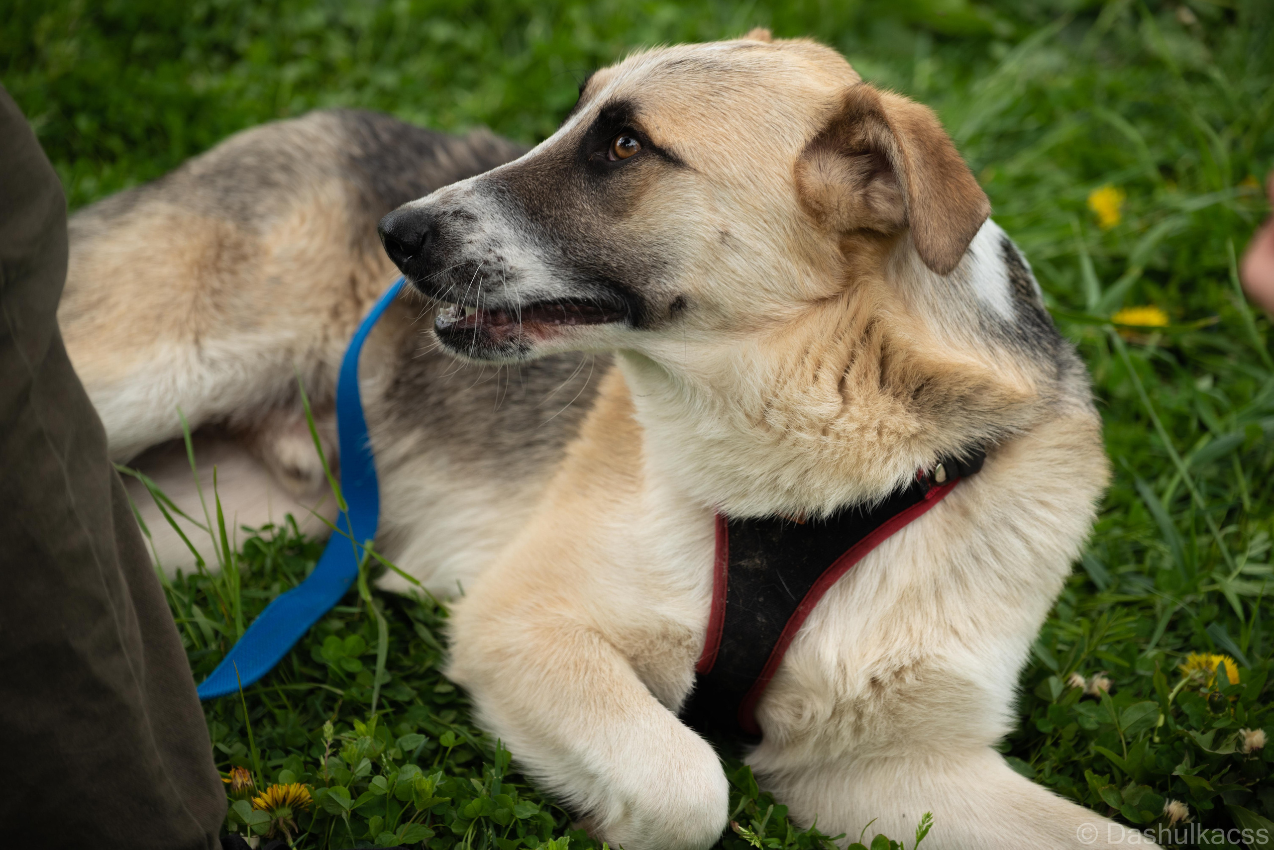 Выезд в приют. Фотограф Дарья Сафонова Dashulkacss
