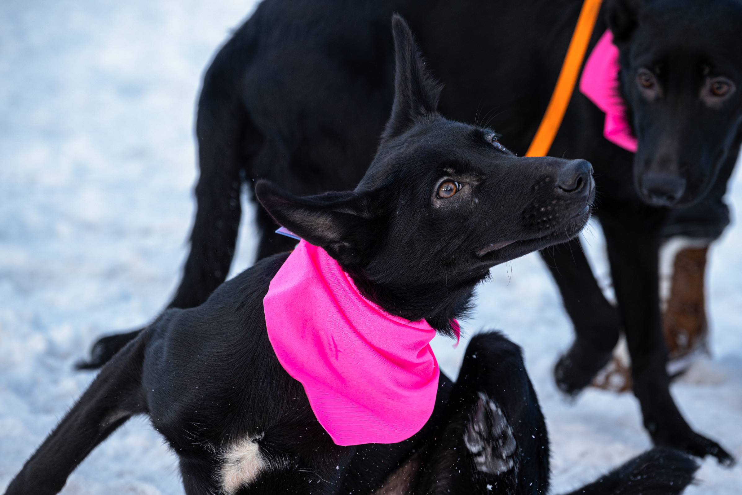 Всем по собаке. Фотограф Дарья Сафонова Dashulkacss