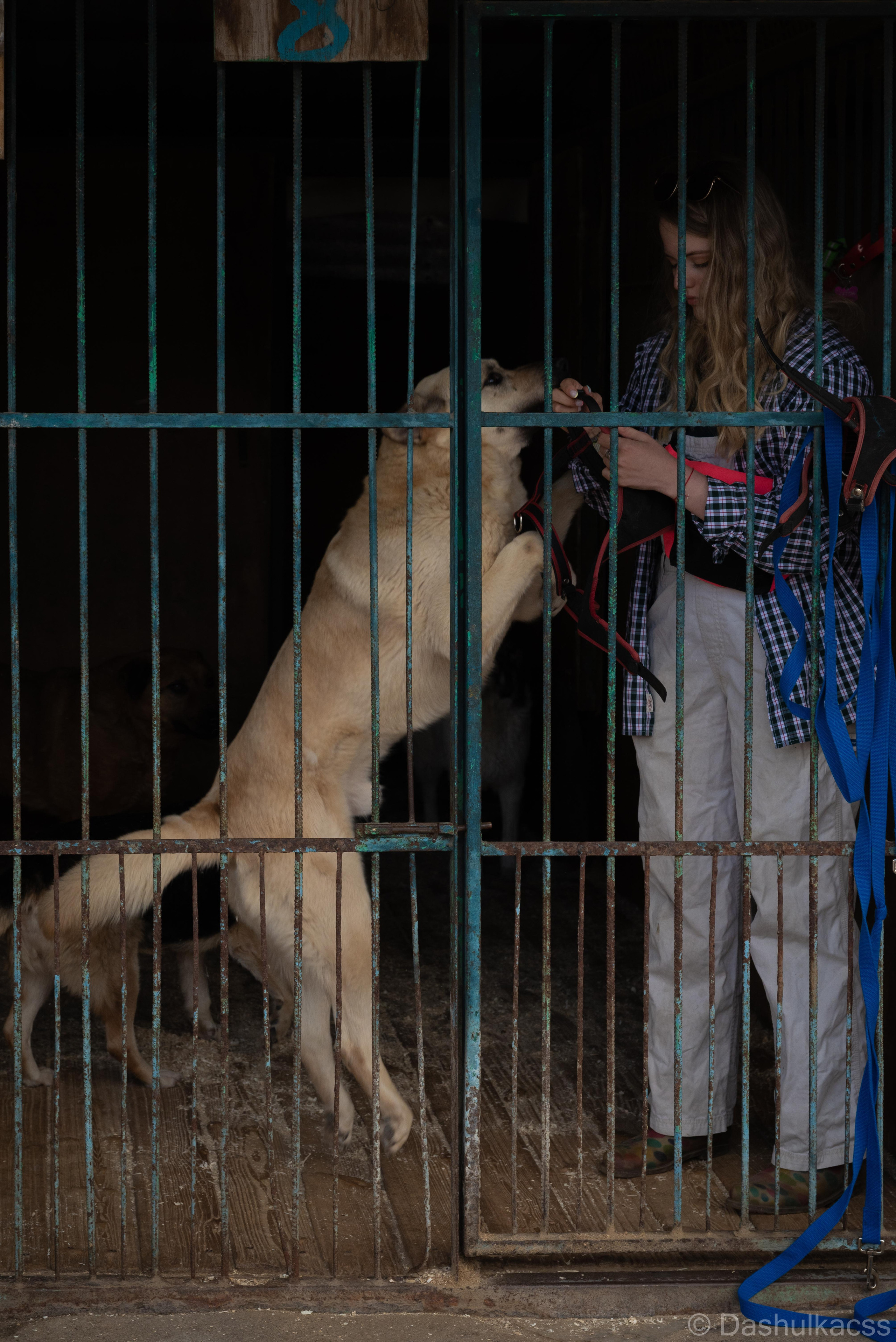 Выезд в приют. Фотограф Дарья Сафонова Dashulkacss