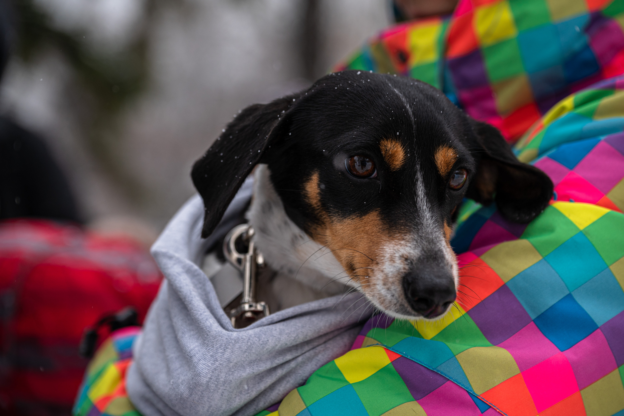 Всем по собаке. Фотограф Дарья Сафонова Dashulkacss