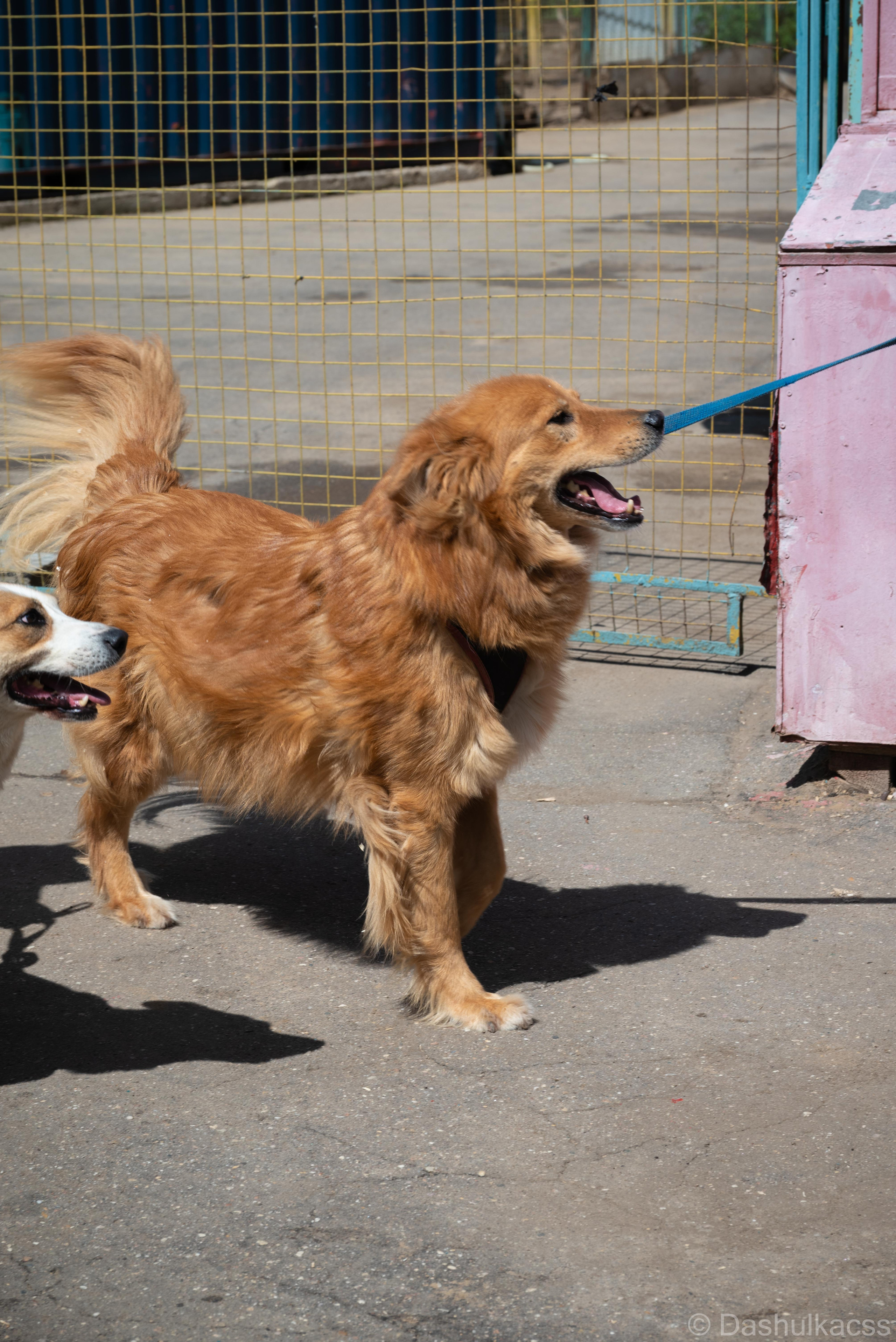 Выезд в приют. Фотограф Дарья Сафонова Dashulkacss