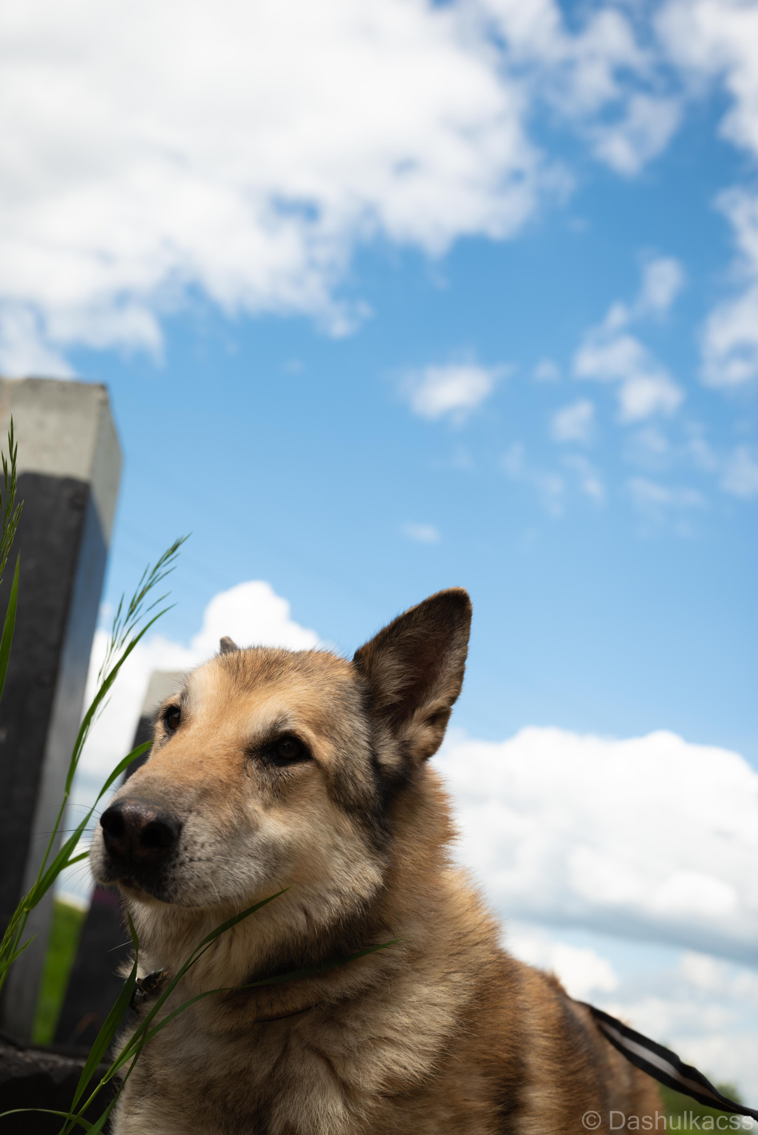 Выезд в приют. Фотограф Дарья Сафонова Dashulkacss