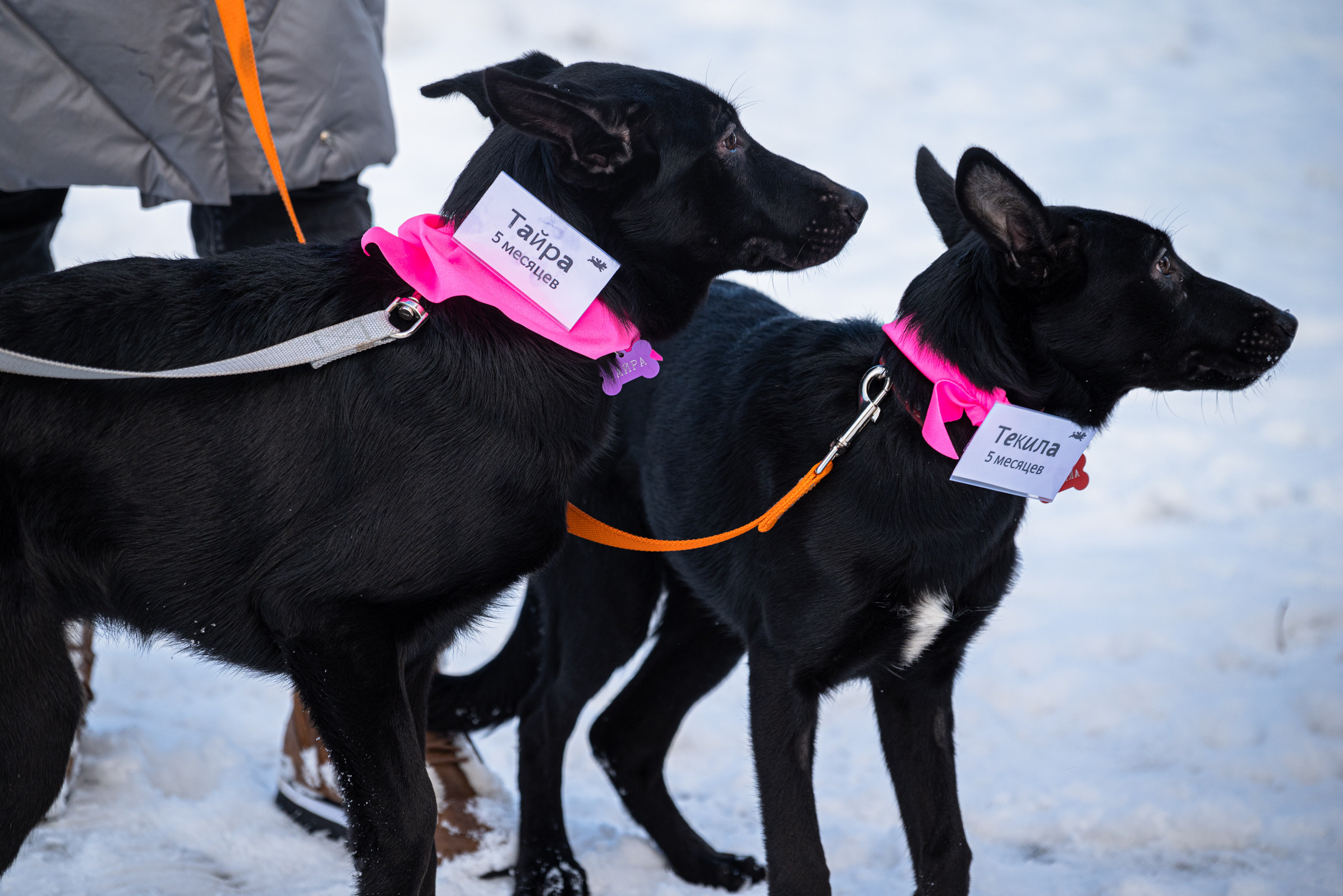 Всем по собаке. Фотограф Дарья Сафонова Dashulkacss