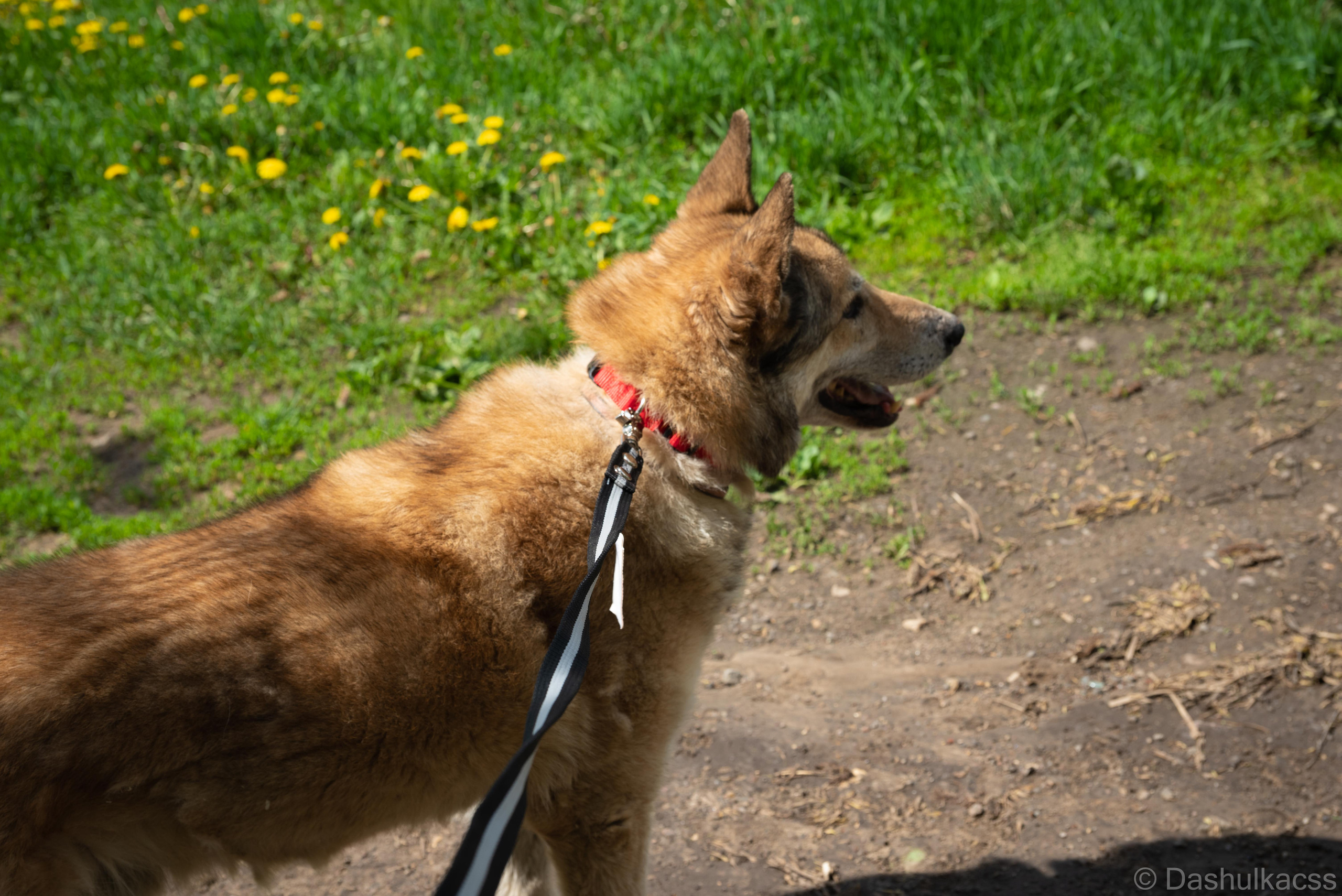 Выезд в приют. Фотограф Дарья Сафонова Dashulkacss