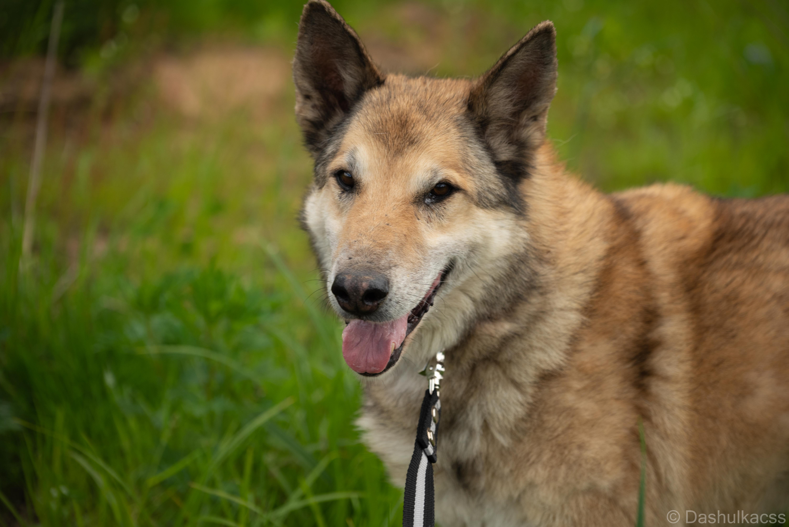 Выезд в приют. Фотограф Дарья Сафонова Dashulkacss