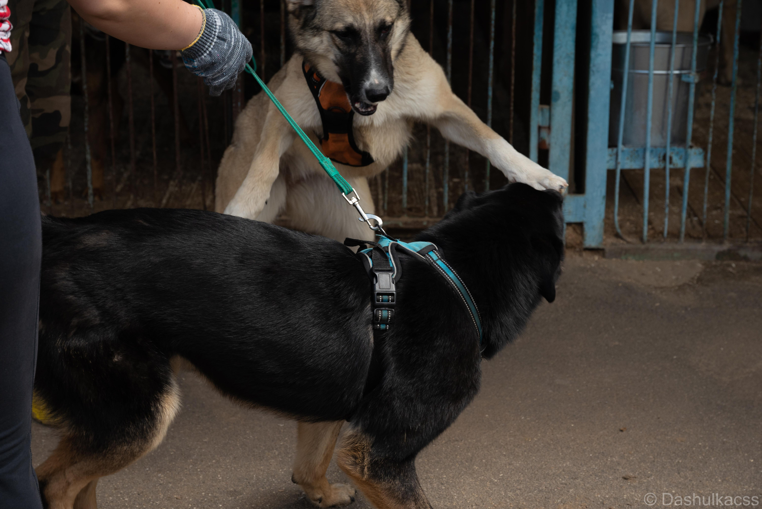 Выезд в приют. Фотограф Дарья Сафонова Dashulkacss
