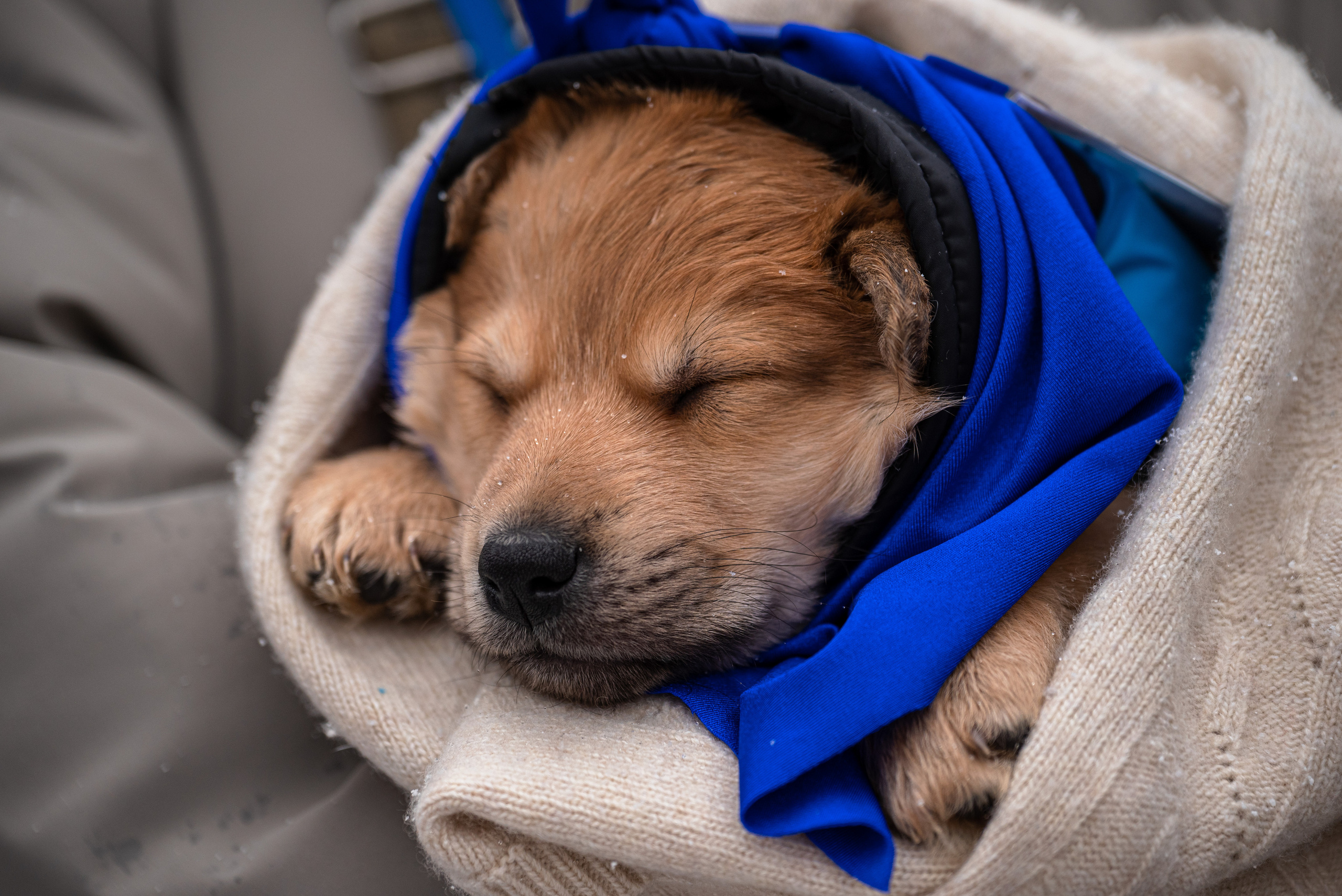 Всем по собаке. Фотограф Дарья Сафонова Dashulkacss