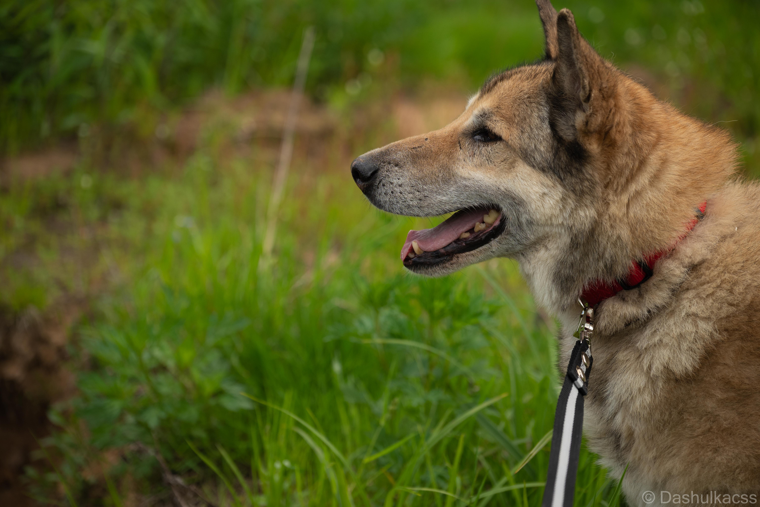 Выезд в приют. Фотограф Дарья Сафонова Dashulkacss
