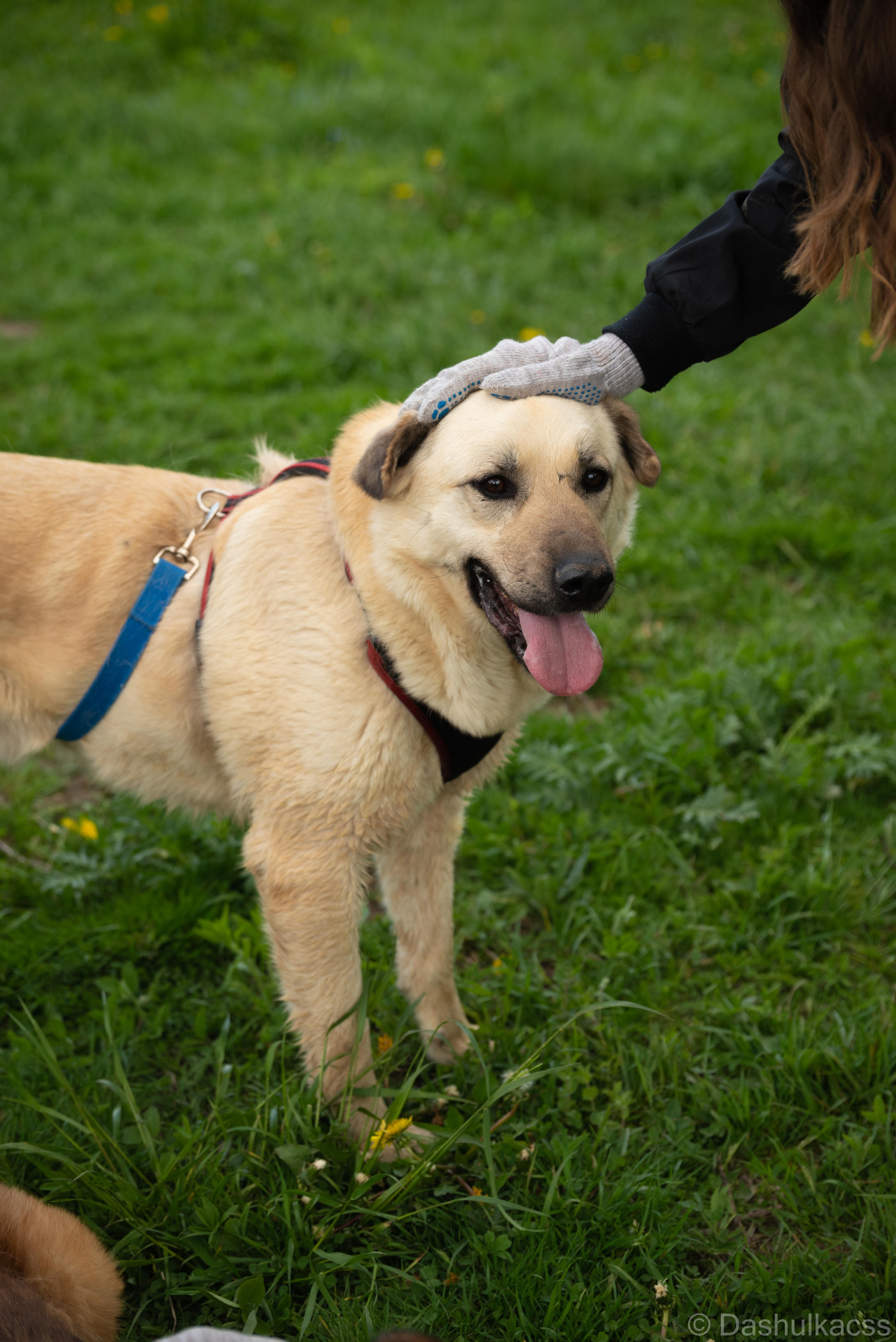 Выезд в приют. Фотограф Дарья Сафонова Dashulkacss
