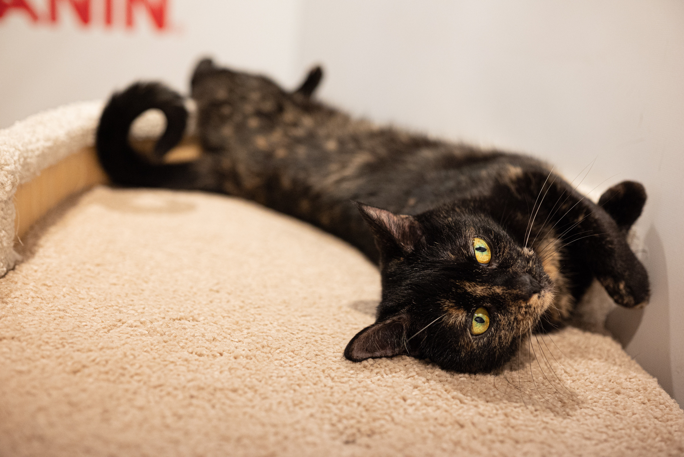 Cat Point. Фотограф Дарья Сафонова Dashulkacss