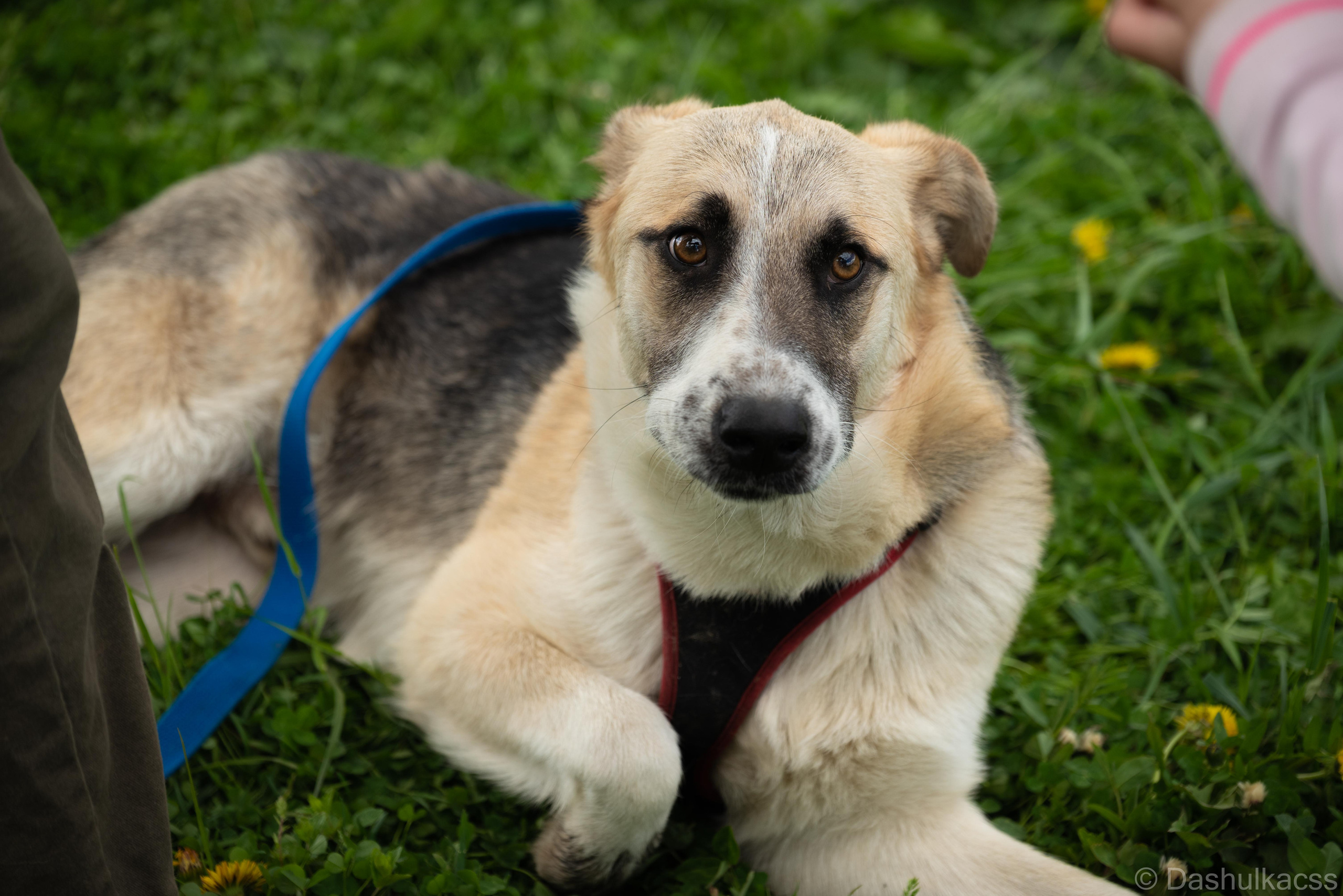 Выезд в приют. Фотограф Дарья Сафонова Dashulkacss