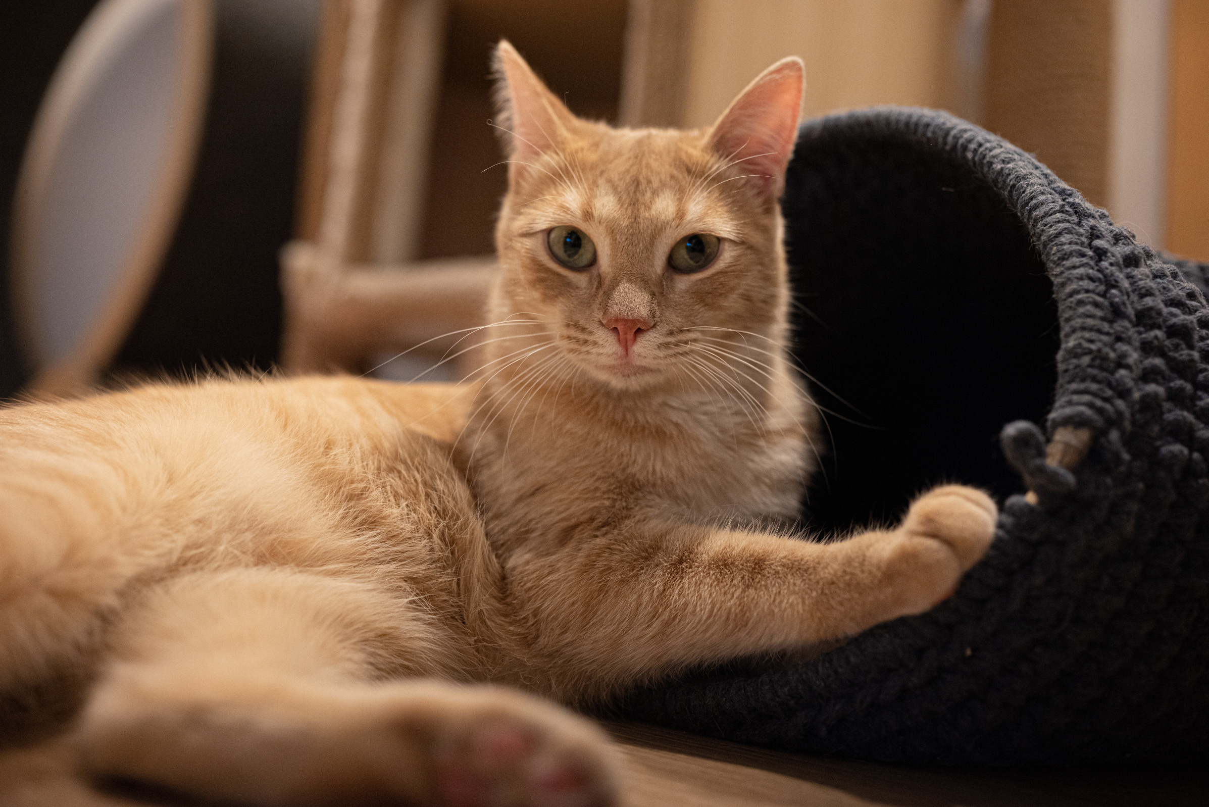 Cat Point. Фотограф Дарья Сафонова Dashulkacss