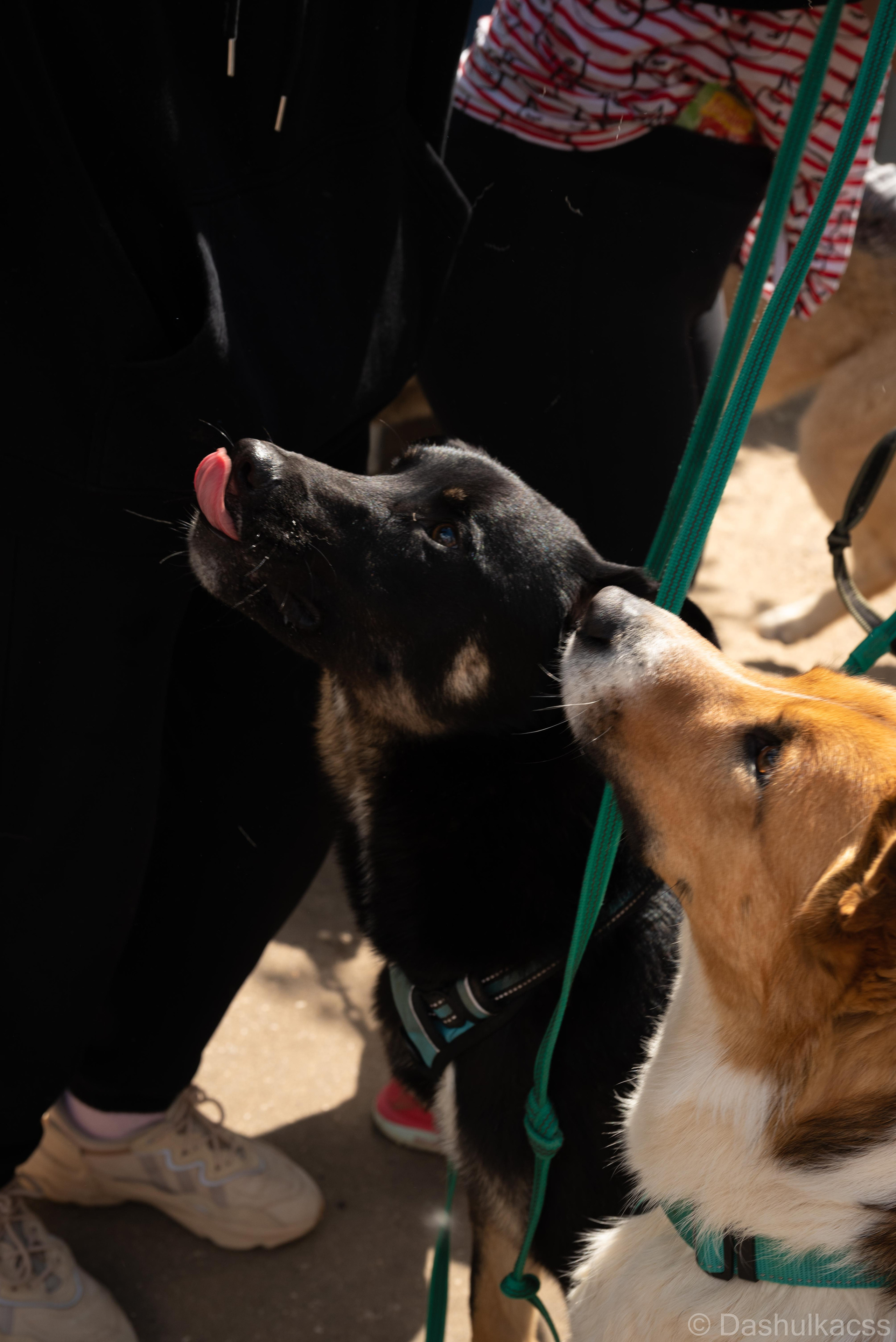 Выезд в приют. Фотограф Дарья Сафонова Dashulkacss