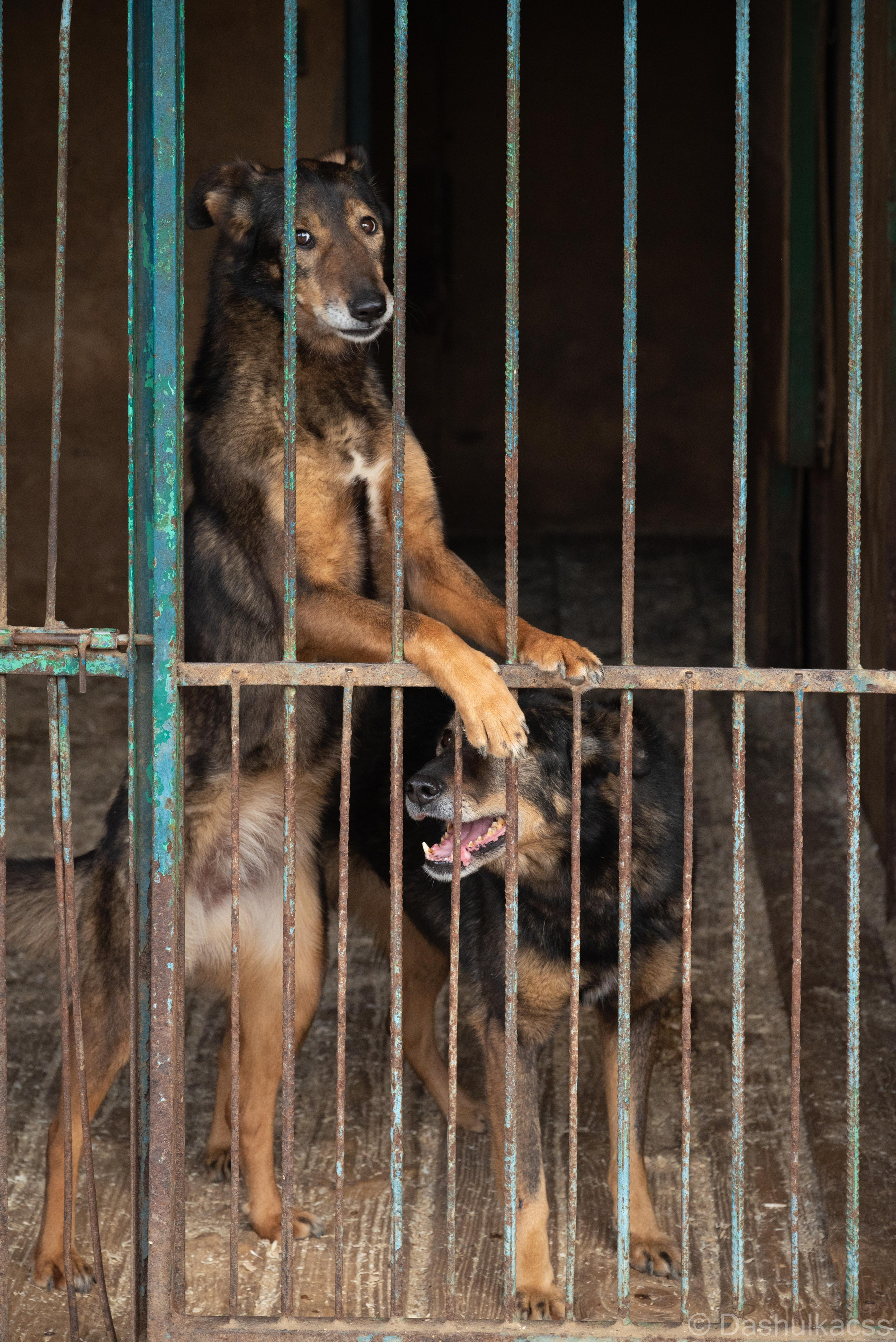 Выезд в приют. Фотограф Дарья Сафонова Dashulkacss
