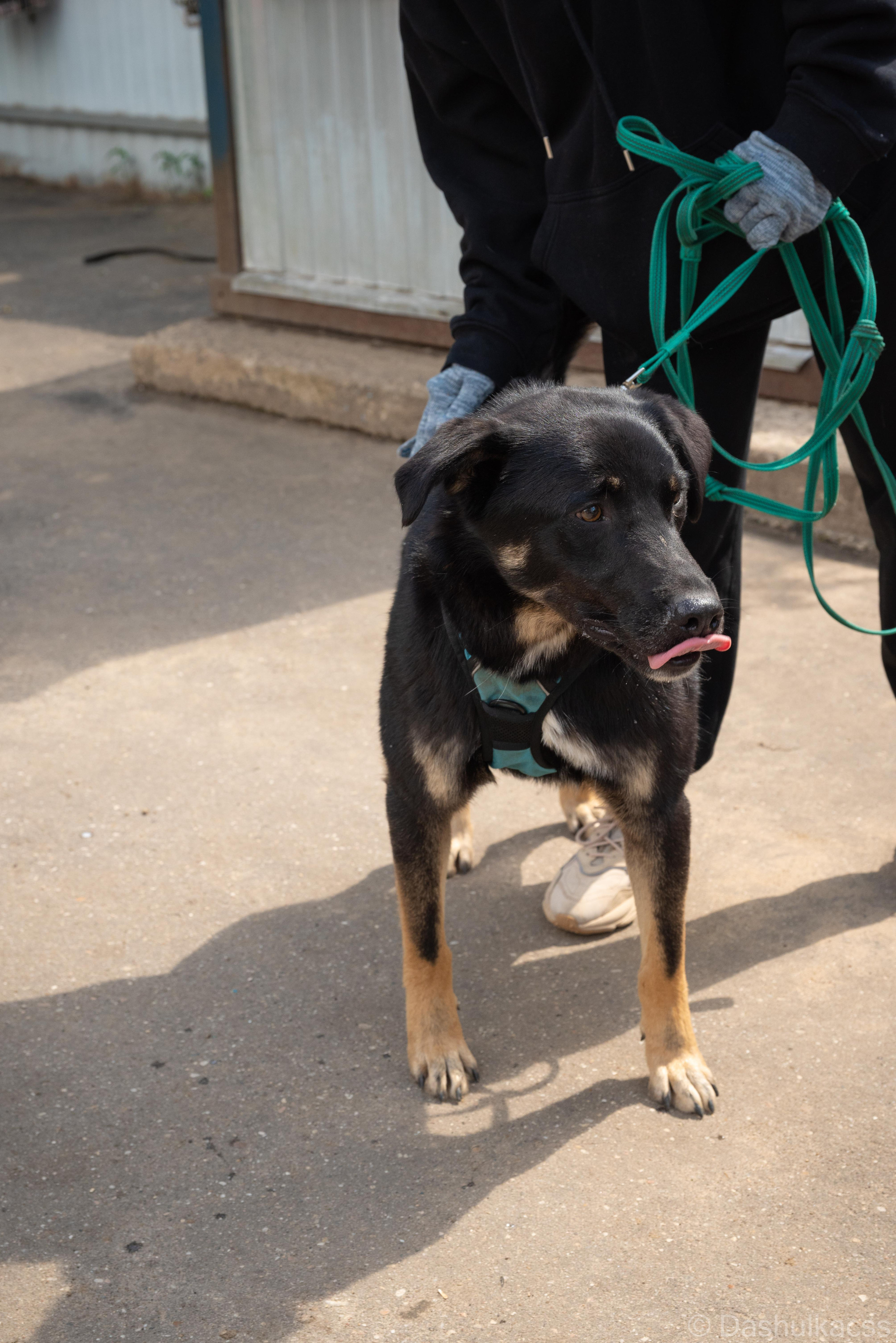 Выезд в приют. Фотограф Дарья Сафонова Dashulkacss