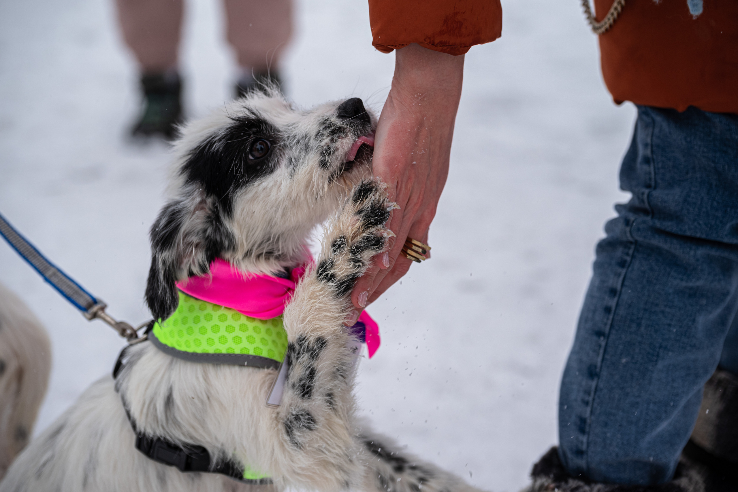 Всем по собаке. Фотограф Дарья Сафонова Dashulkacss