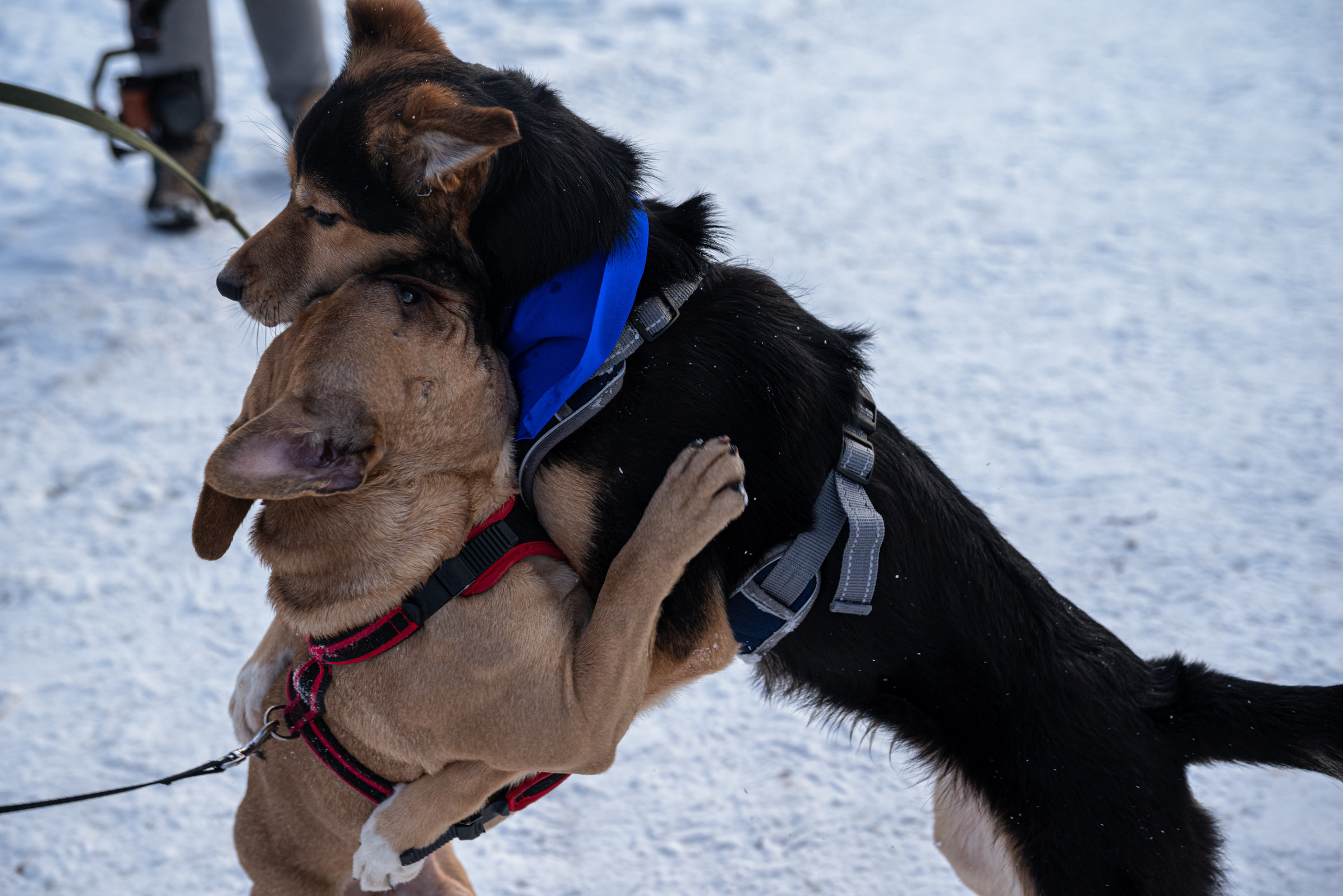 Всем по собаке. Фотограф Дарья Сафонова Dashulkacss