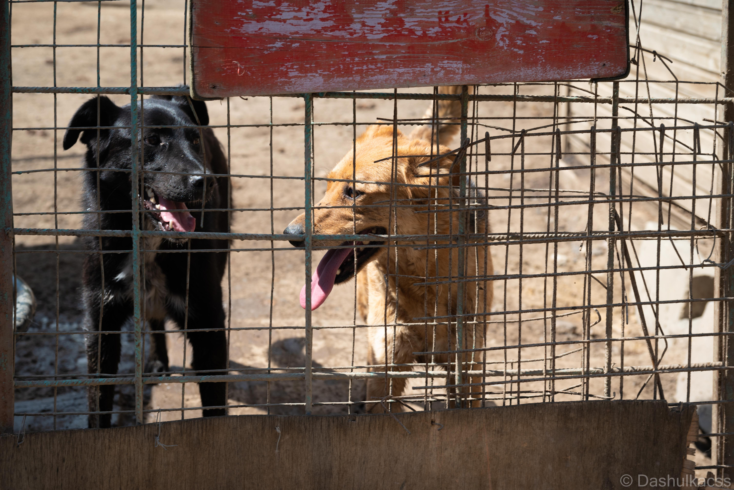 Выезд в приют. Фотограф Дарья Сафонова Dashulkacss