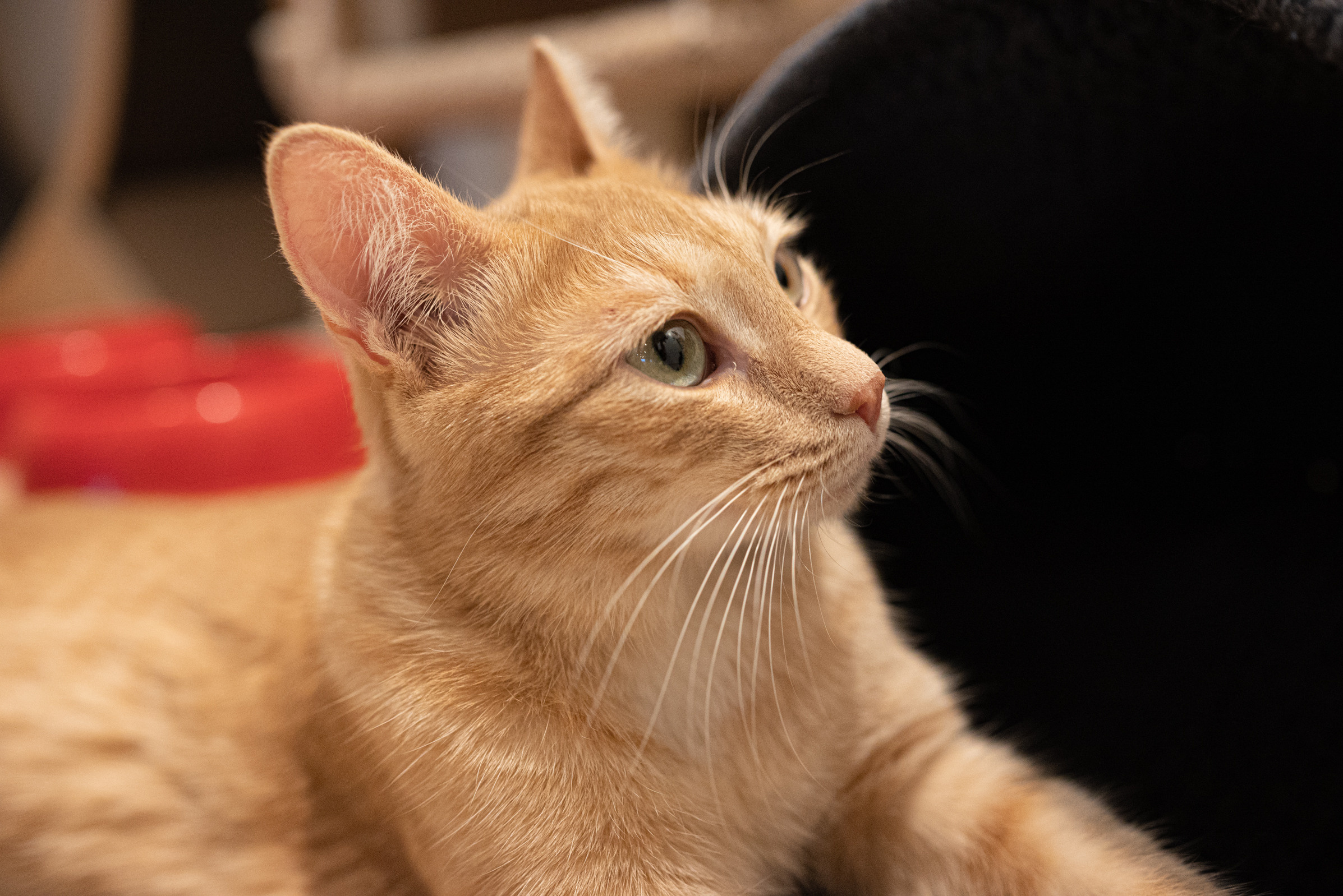 Cat Point. Фотограф Дарья Сафонова Dashulkacss