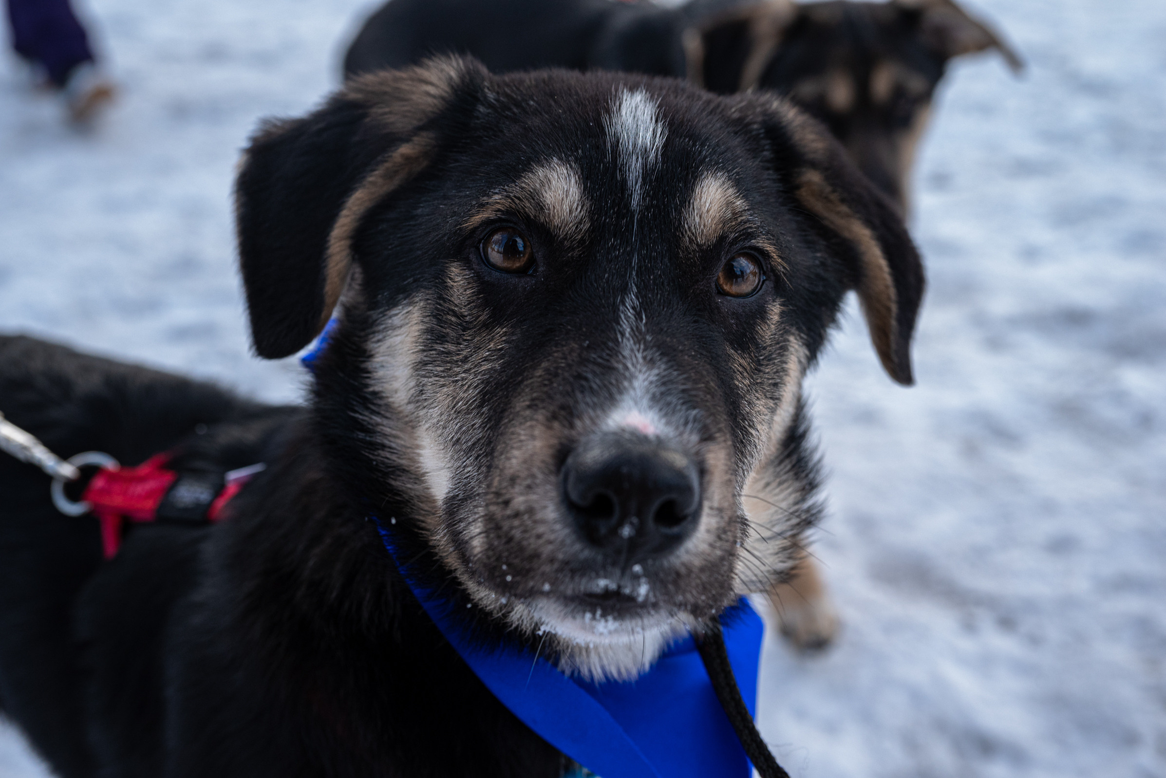 Всем по собаке. Фотограф Дарья Сафонова Dashulkacss