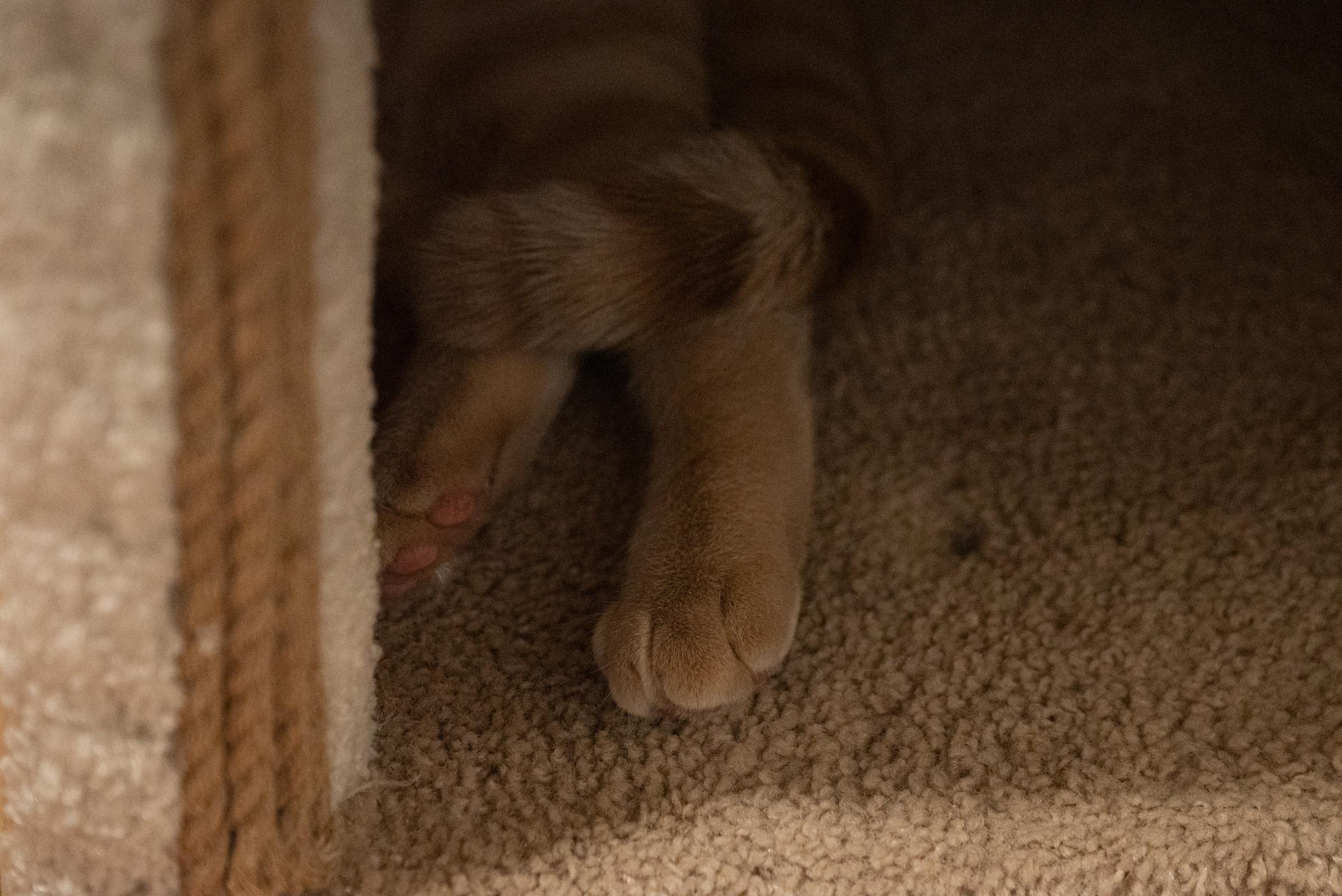 Cat Point. Фотограф Дарья Сафонова Dashulkacss