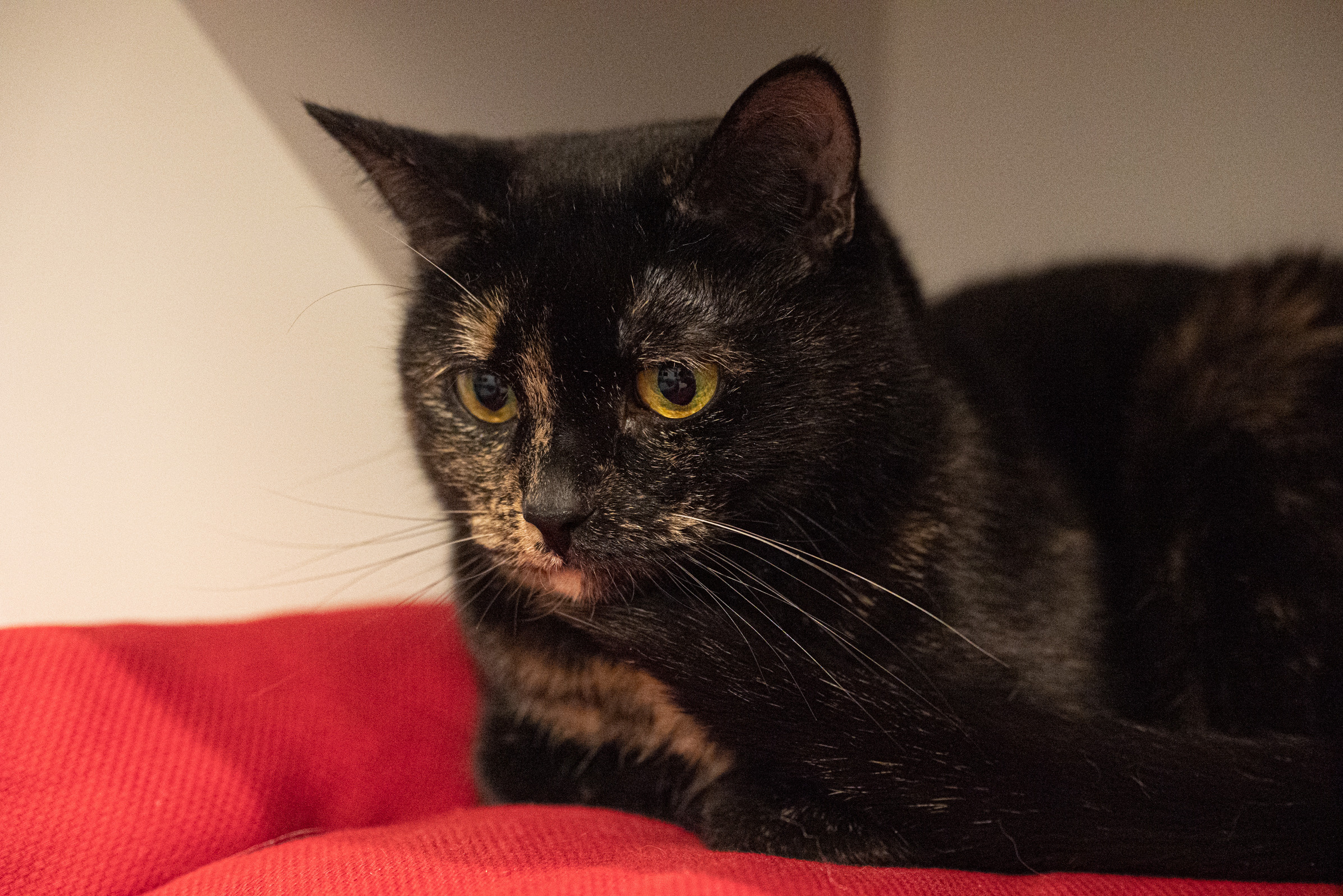 Cat Point. Фотограф Дарья Сафонова Dashulkacss