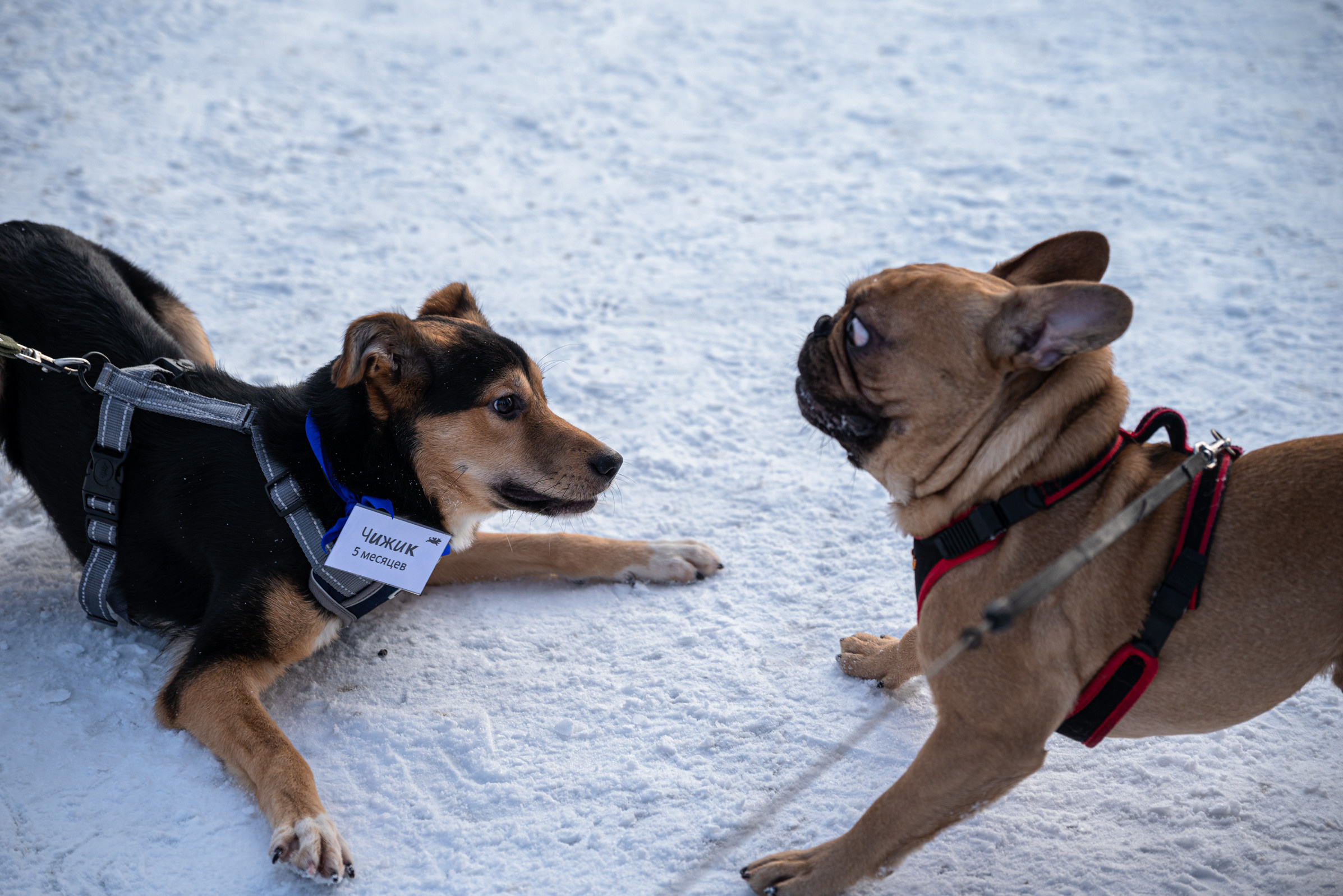 Всем по собаке. Фотограф Дарья Сафонова Dashulkacss
