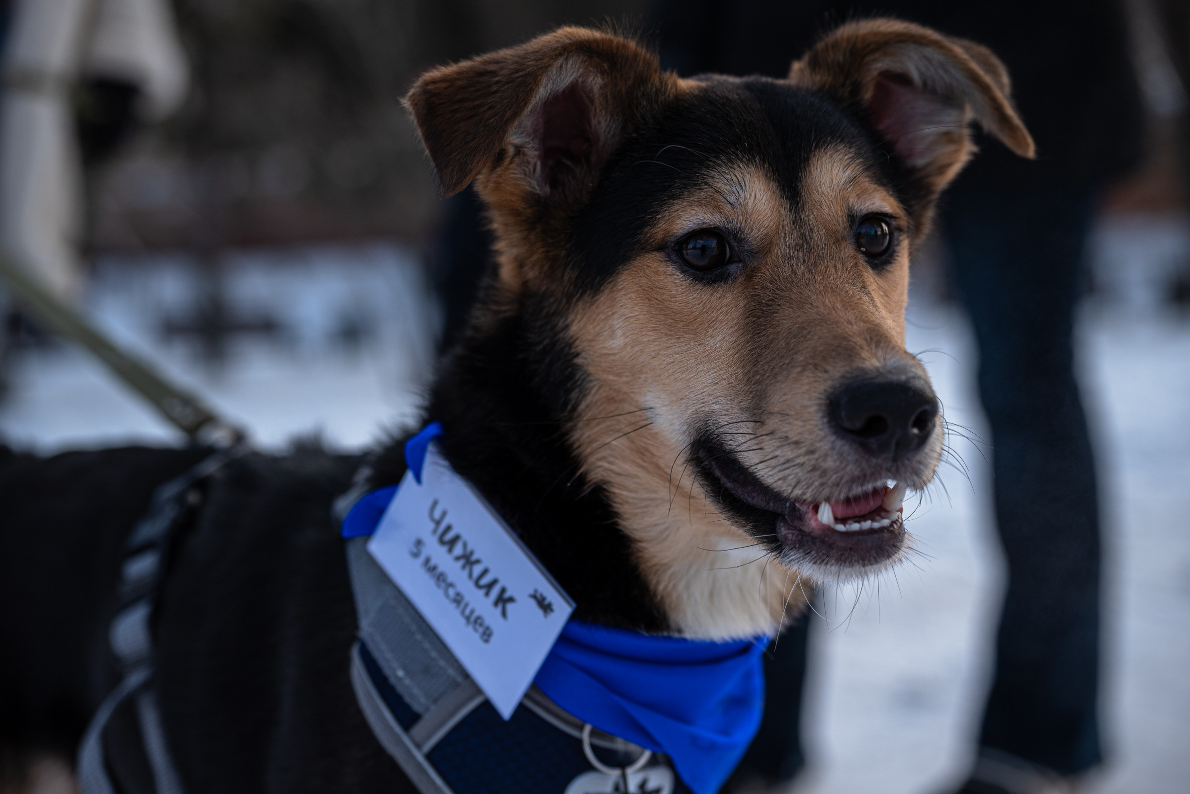 Всем по собаке. Фотограф Дарья Сафонова Dashulkacss