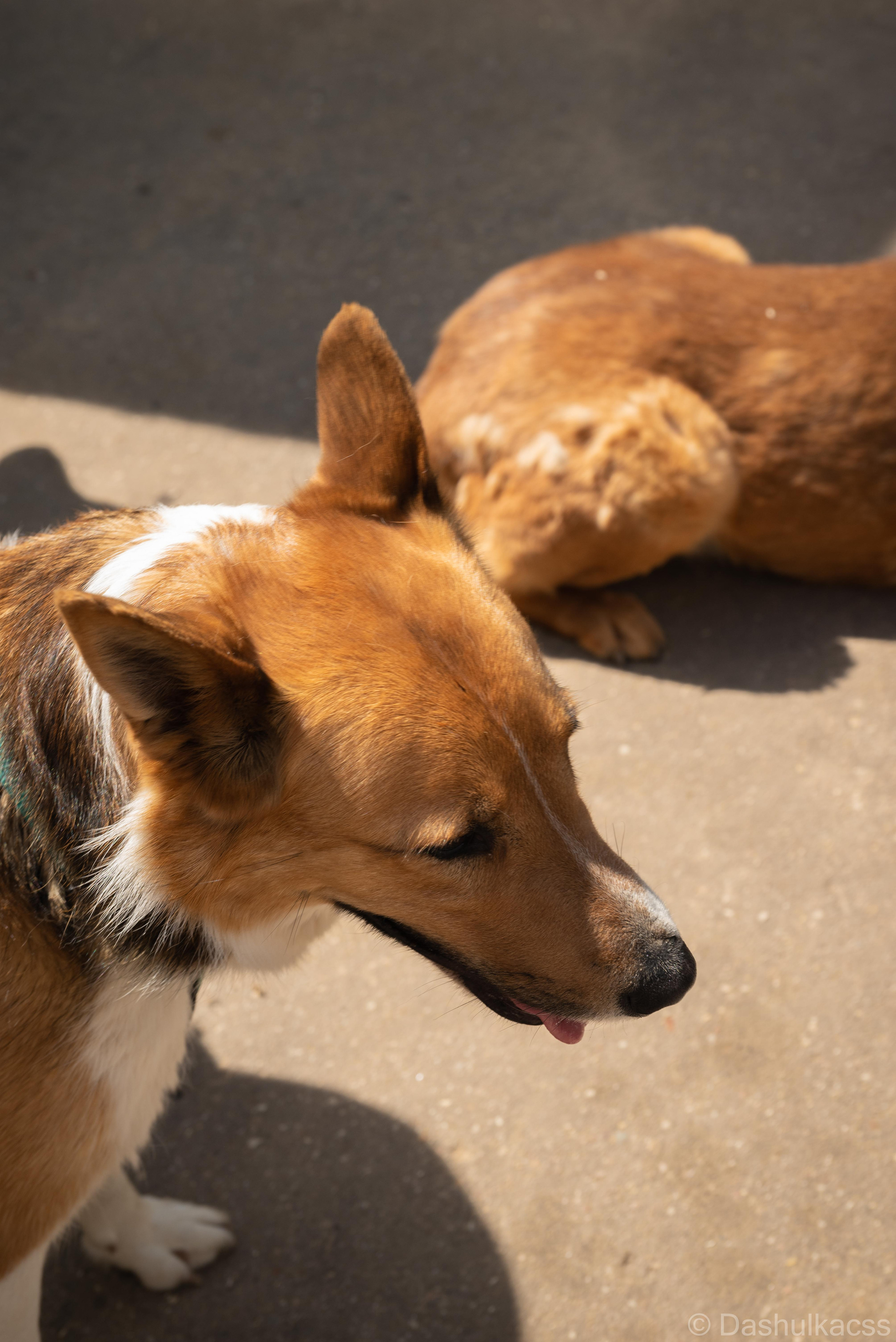 Выезд в приют. Фотограф Дарья Сафонова Dashulkacss