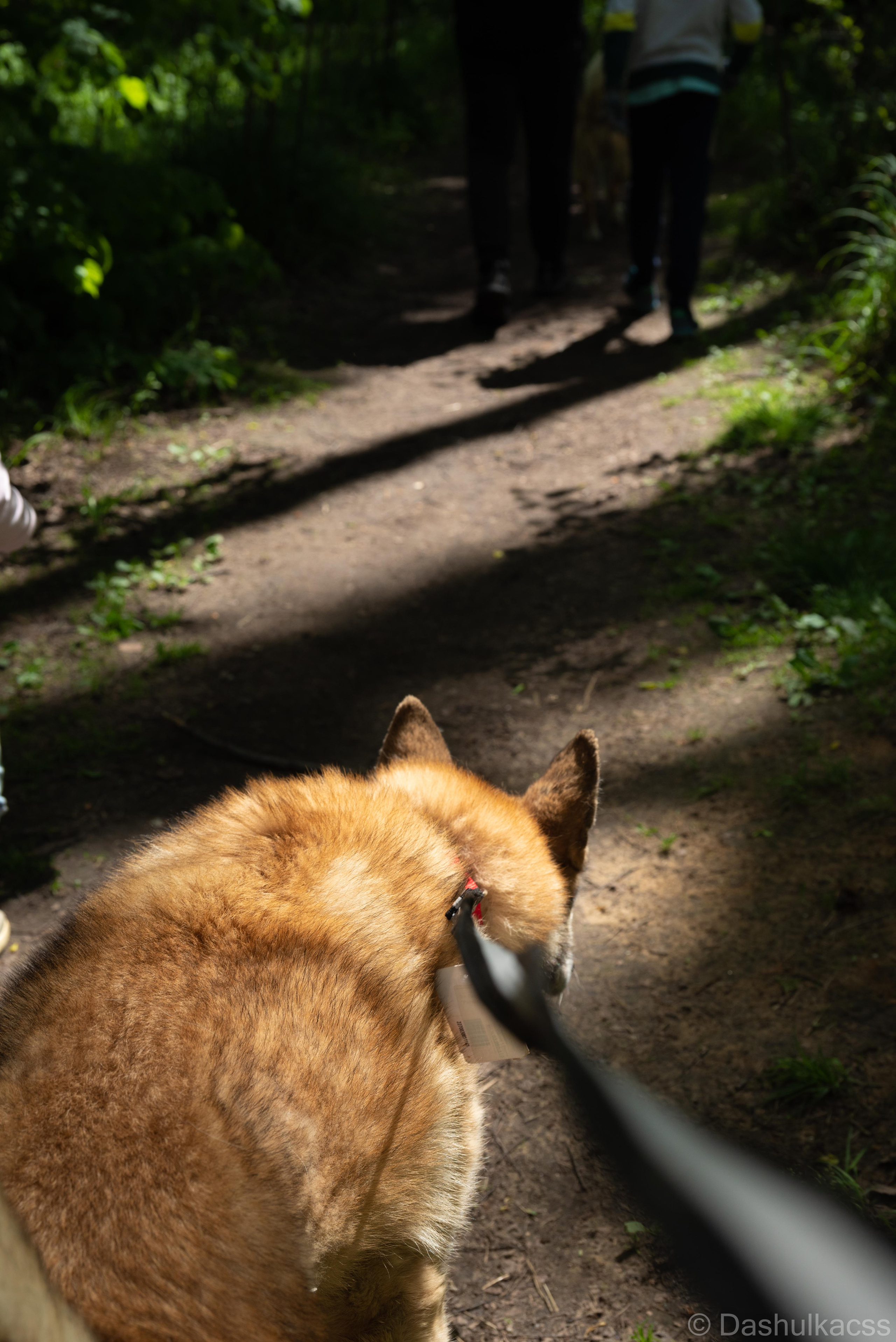 Выезд в приют. Фотограф Дарья Сафонова Dashulkacss