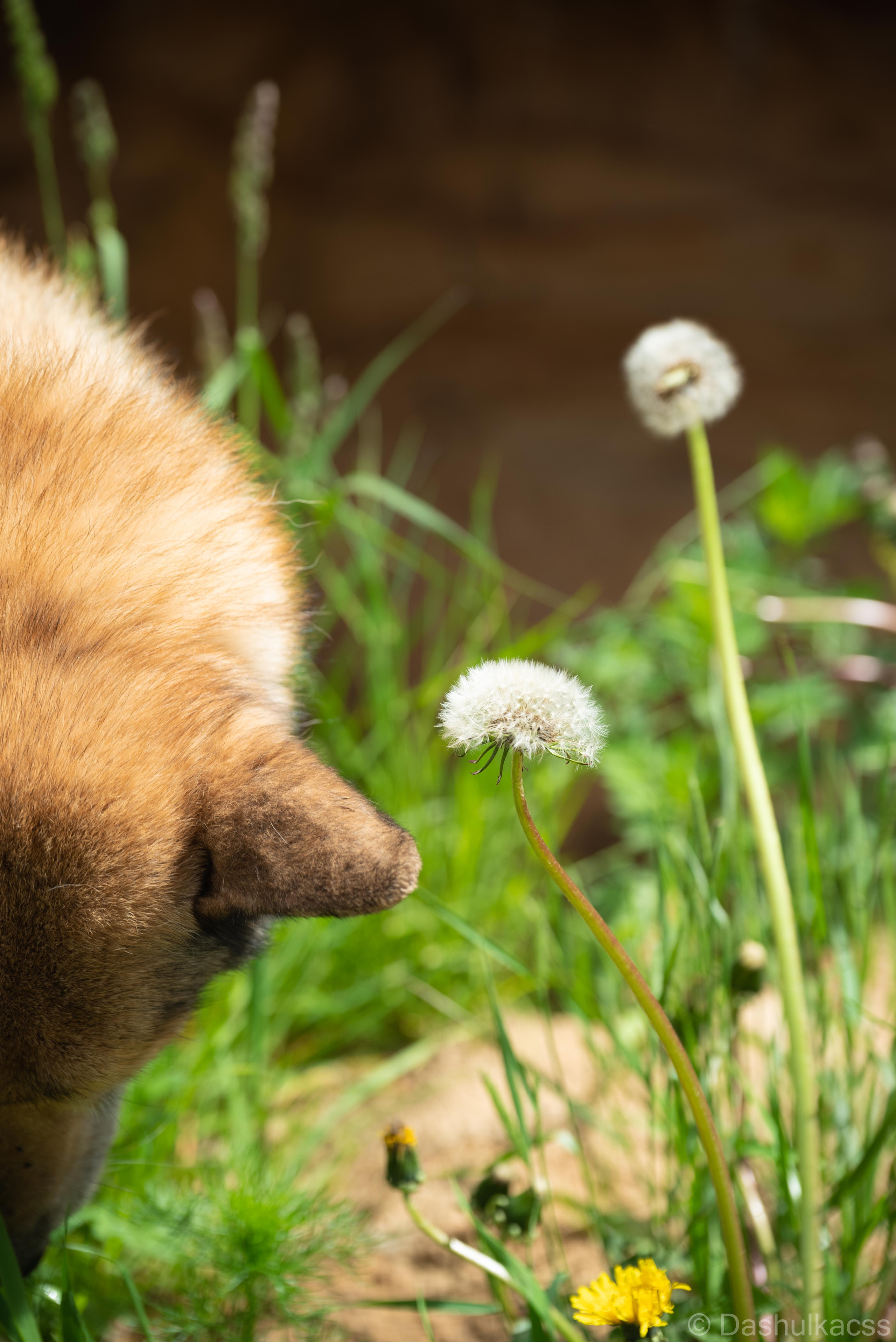 Выезд в приют. Фотограф Дарья Сафонова Dashulkacss