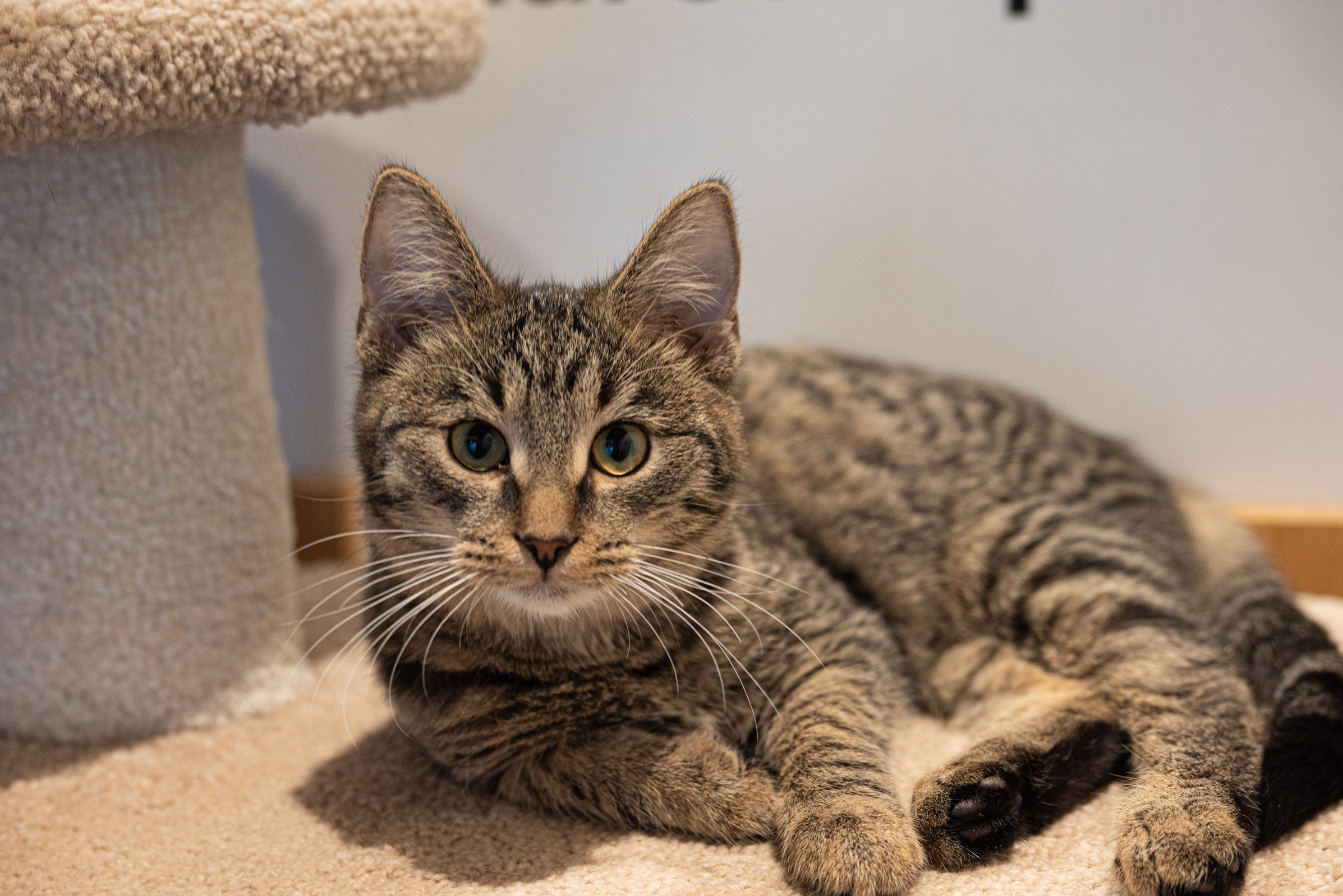 Cat Point. Фотограф Дарья Сафонова Dashulkacss