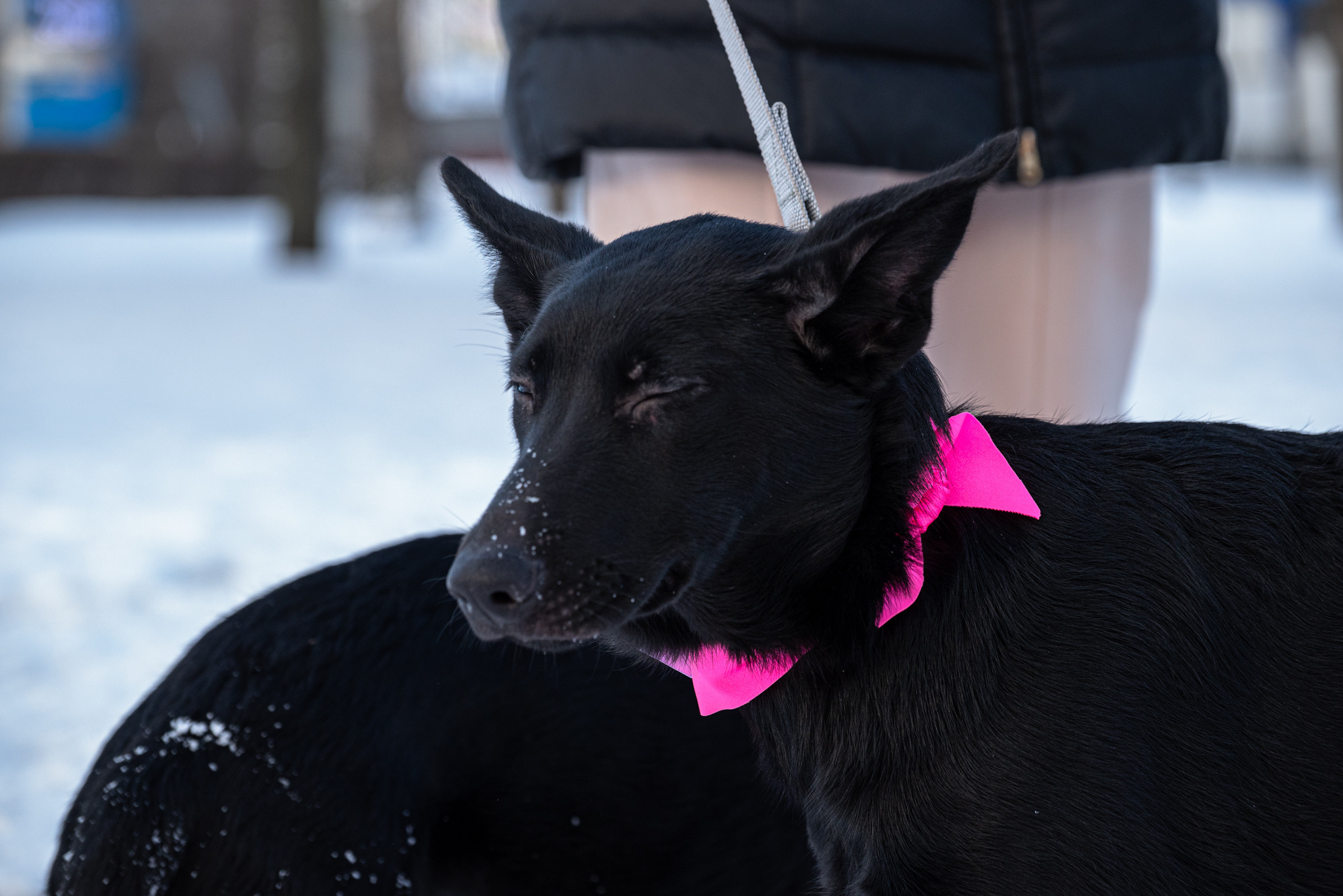 Всем по собаке. Фотограф Дарья Сафонова Dashulkacss