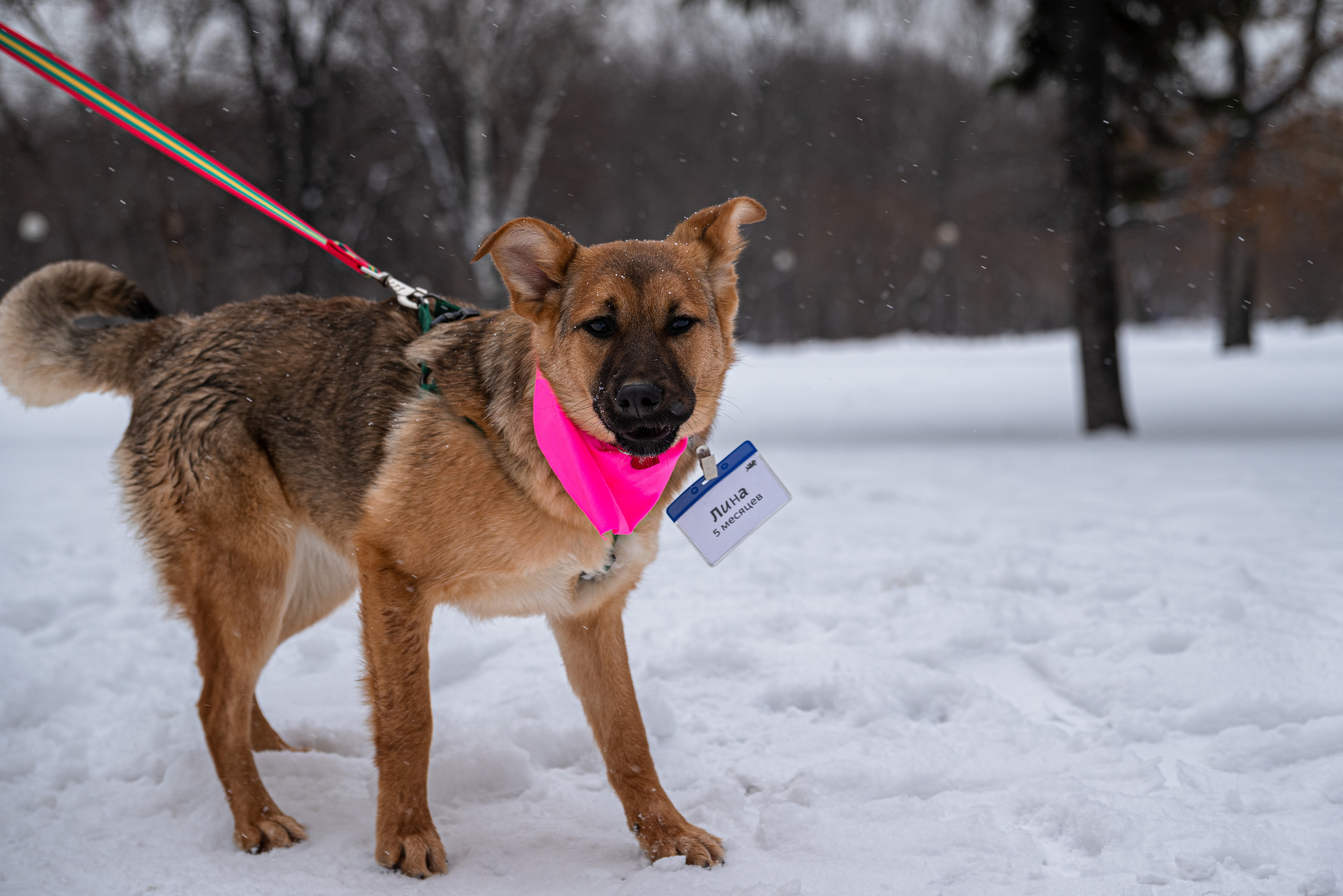 Всем по собаке. Фотограф Дарья Сафонова Dashulkacss