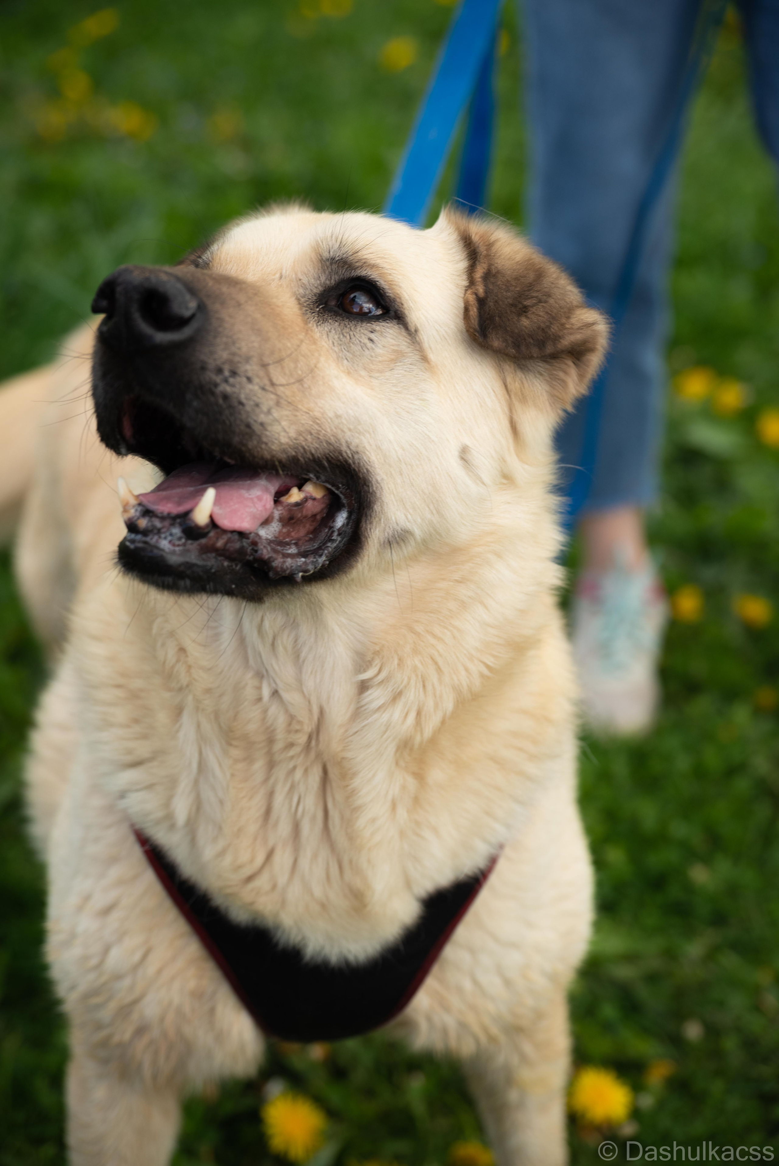 Выезд в приют. Фотограф Дарья Сафонова Dashulkacss