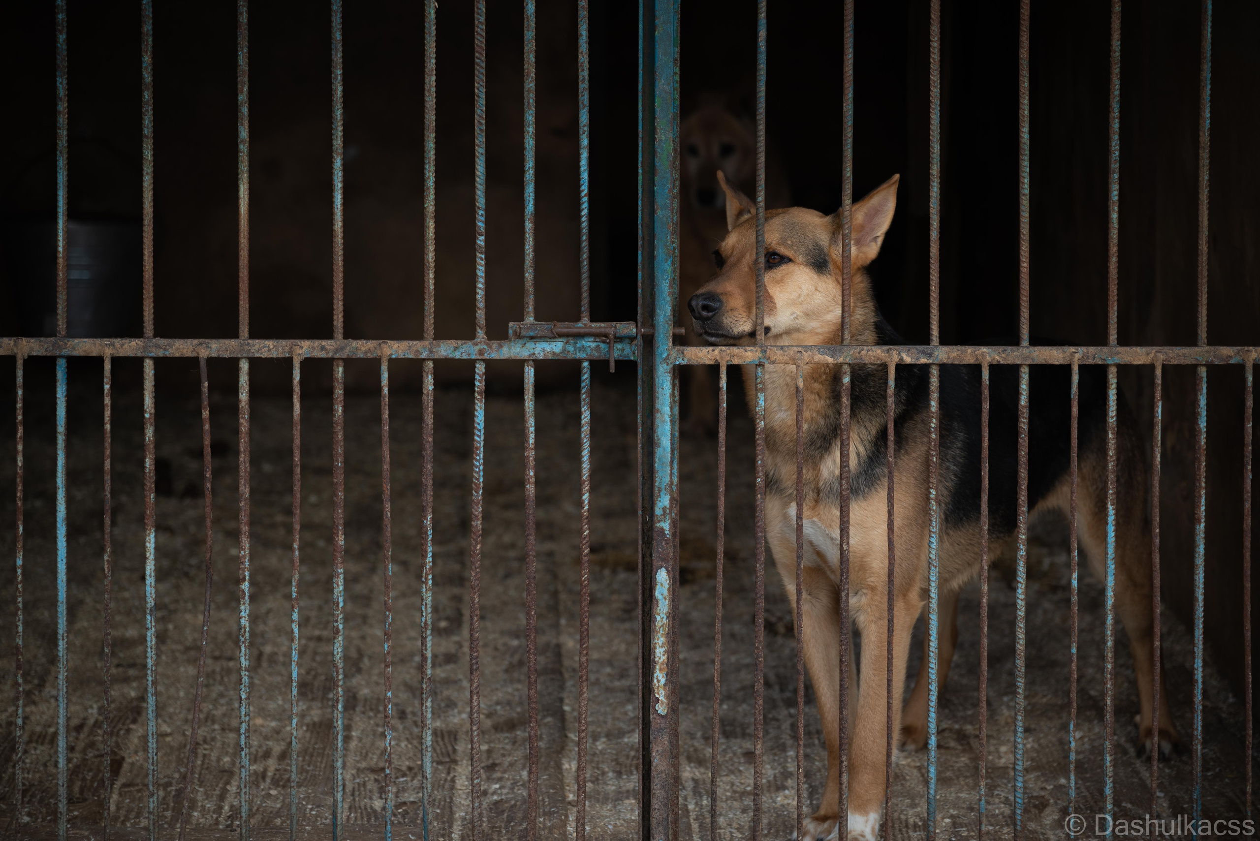 Выезд в приют. Фотограф Дарья Сафонова Dashulkacss