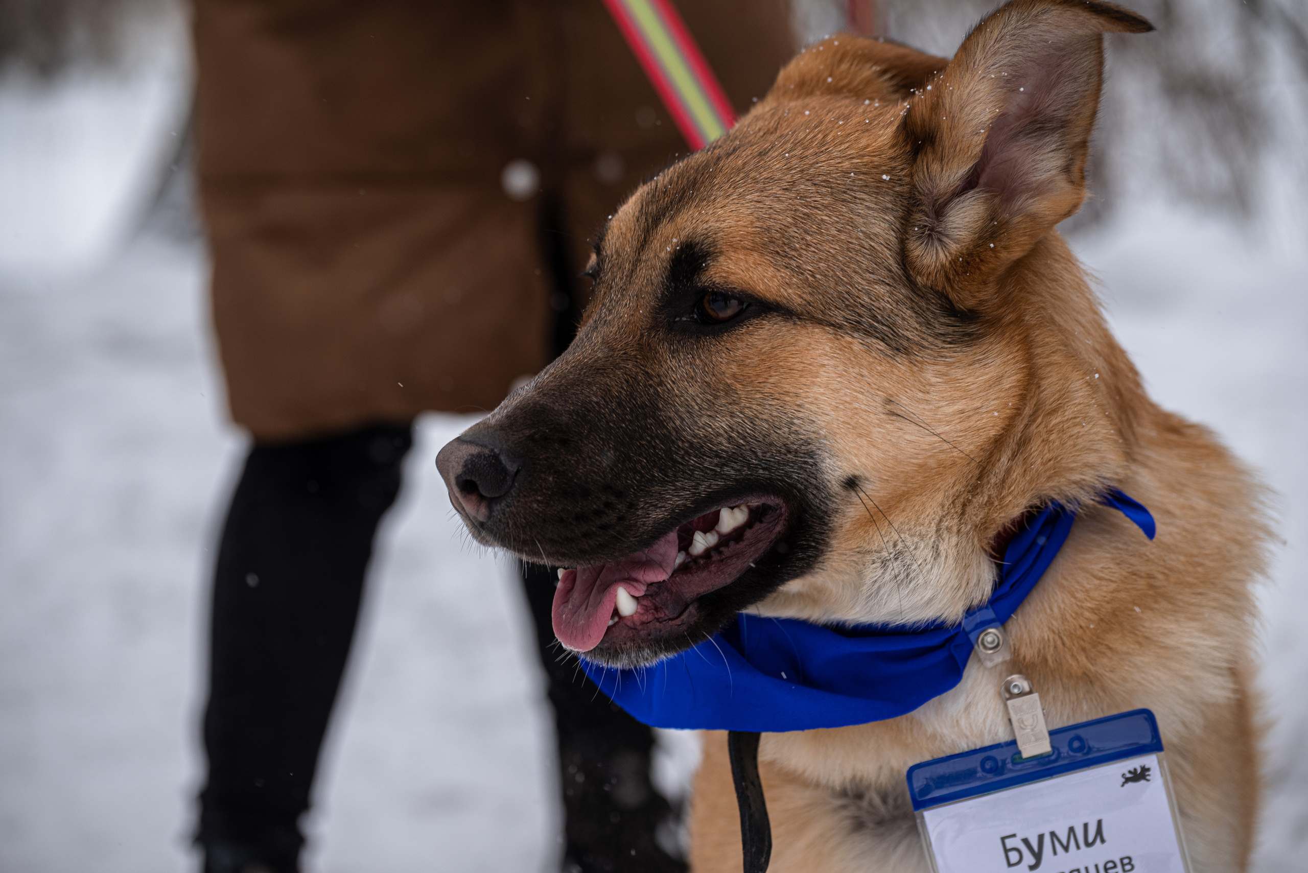 Всем по собаке. Фотограф Дарья Сафонова Dashulkacss