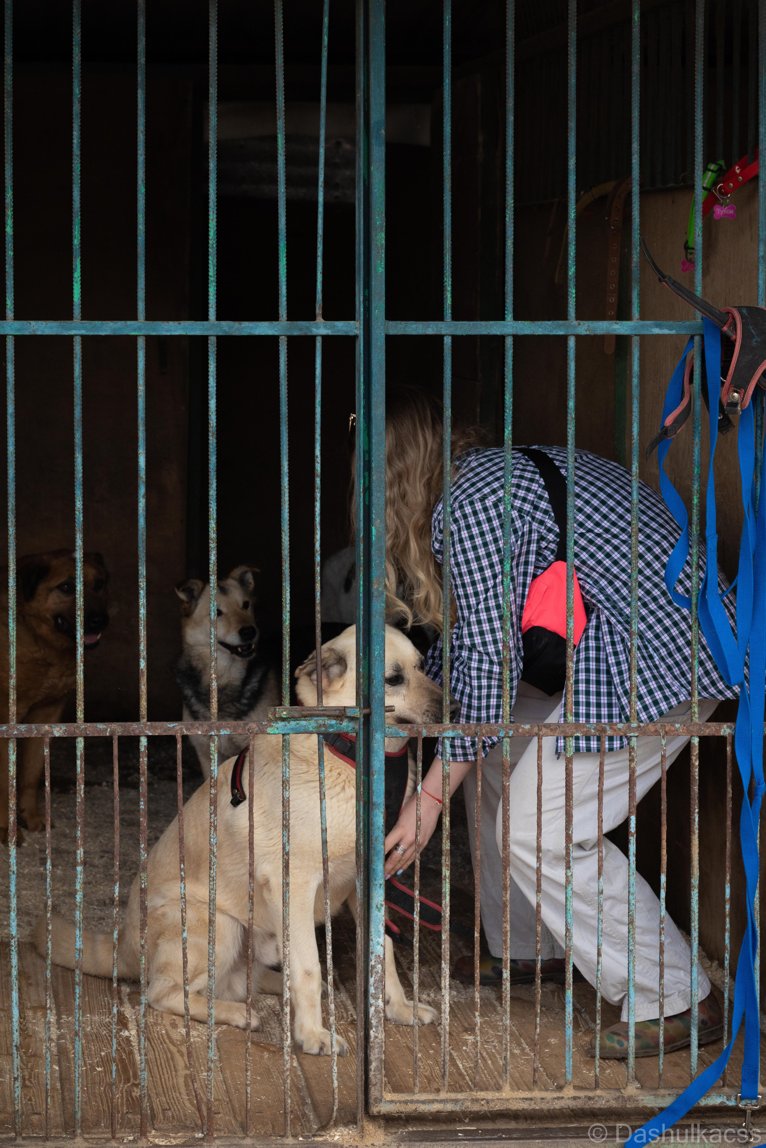 Выезд в приют. Фотограф Дарья Сафонова Dashulkacss
